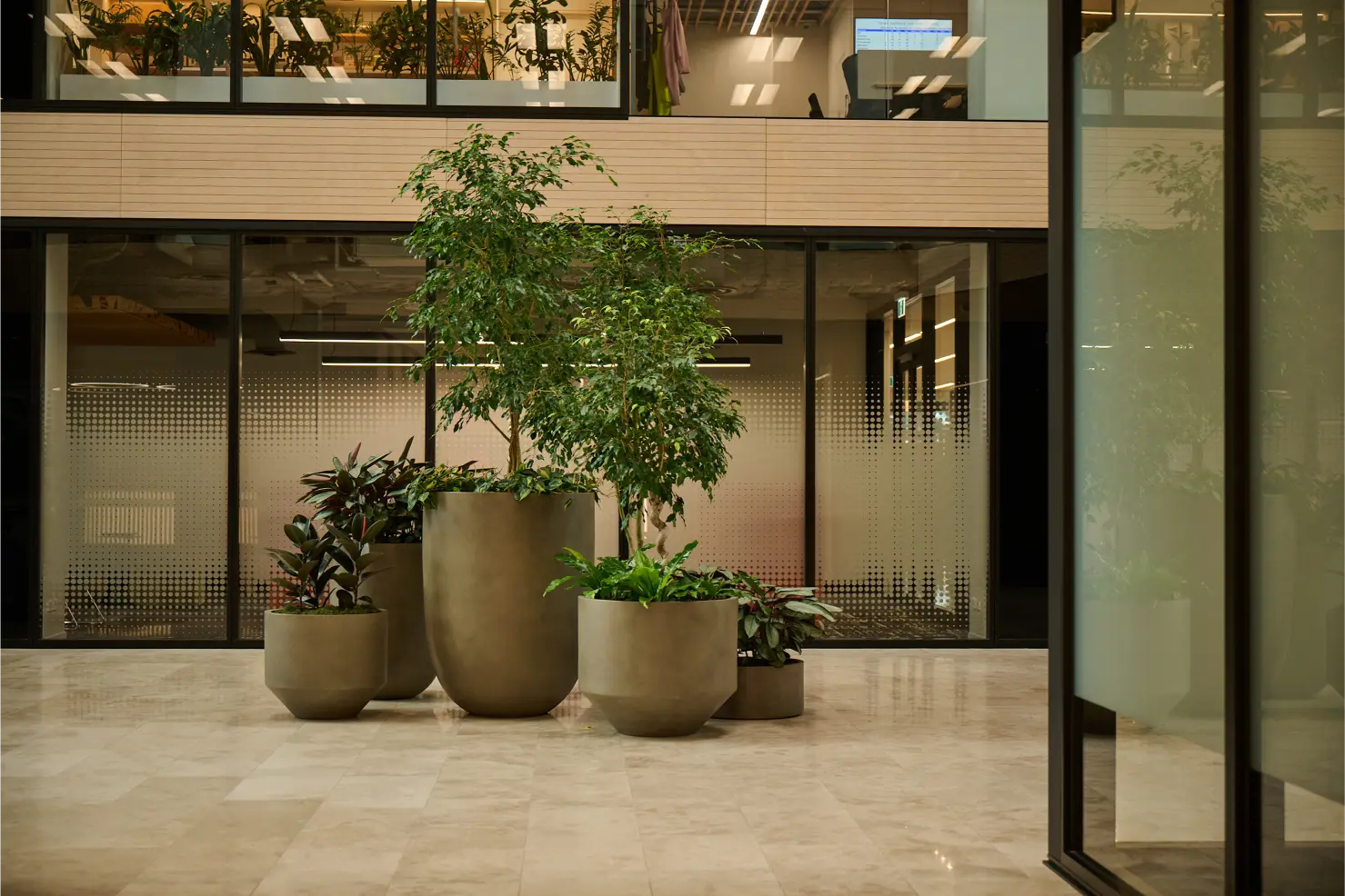 Modern indoor office space with five large concrete planters containing thriving green plants and small trees on a polished light stone floor, with glass walls and offices in the background.