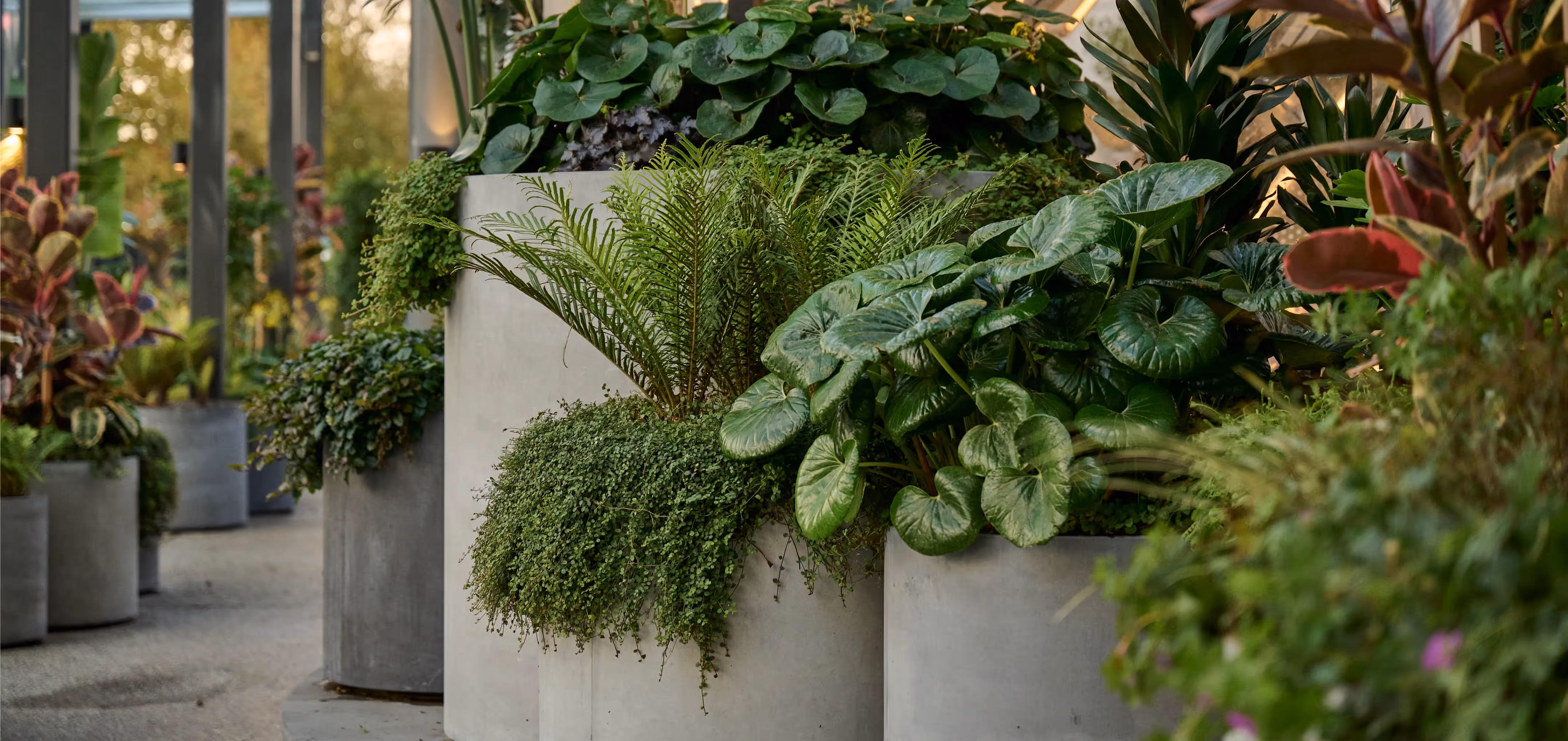 Beautiful greenery reinforces Sylvia Park as a retail destination of choice and helps support its commercial goals.