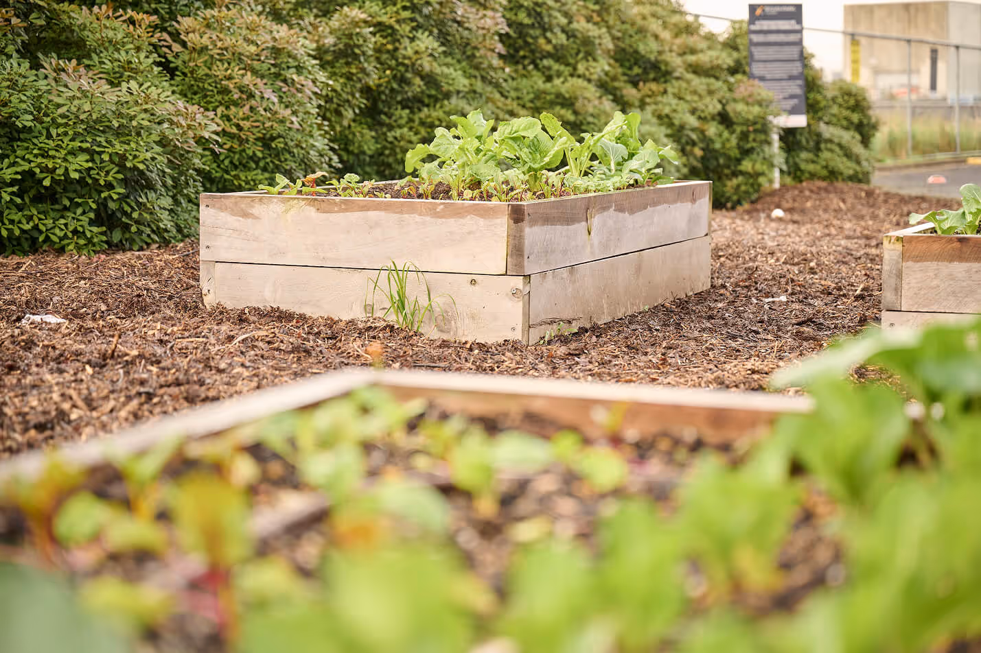 Wooden raised garden beds with leafy green vegetables growing in a commercial sustainability planting installation surrounded by mulched pathways