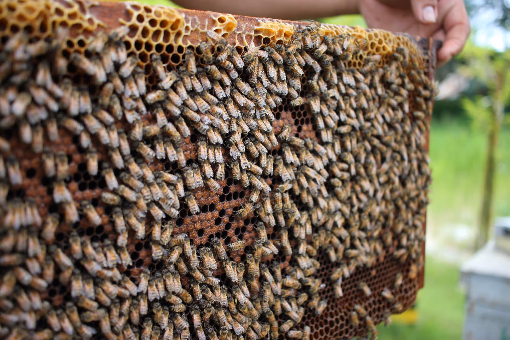 Close-up of a honeybee colony on a honeycomb frame, representing biodiversity and pollinator support in urban sustainability design