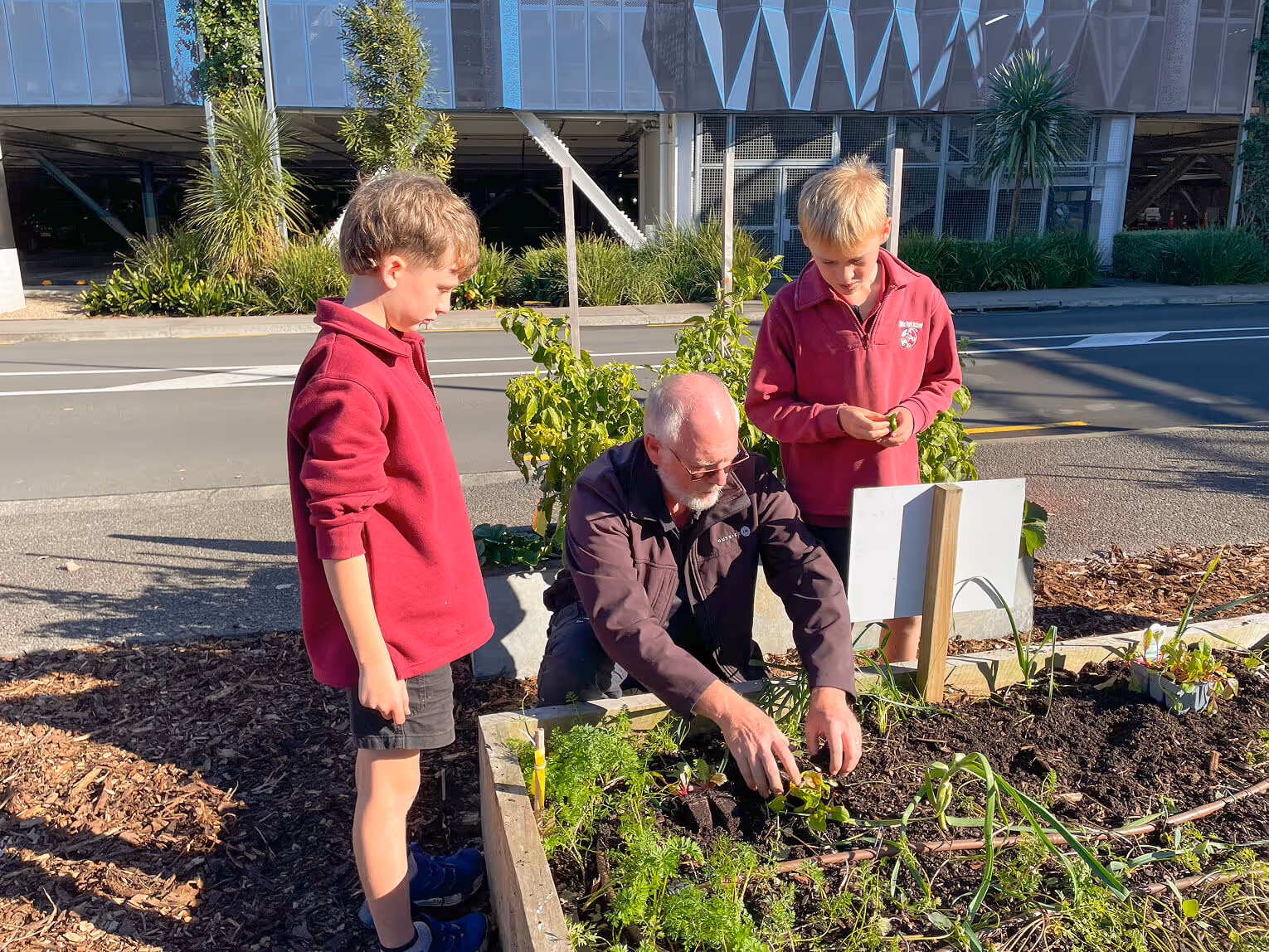 Sustainability educator and school students tending to a community vegetable garden bed in an urban commercial greenery project