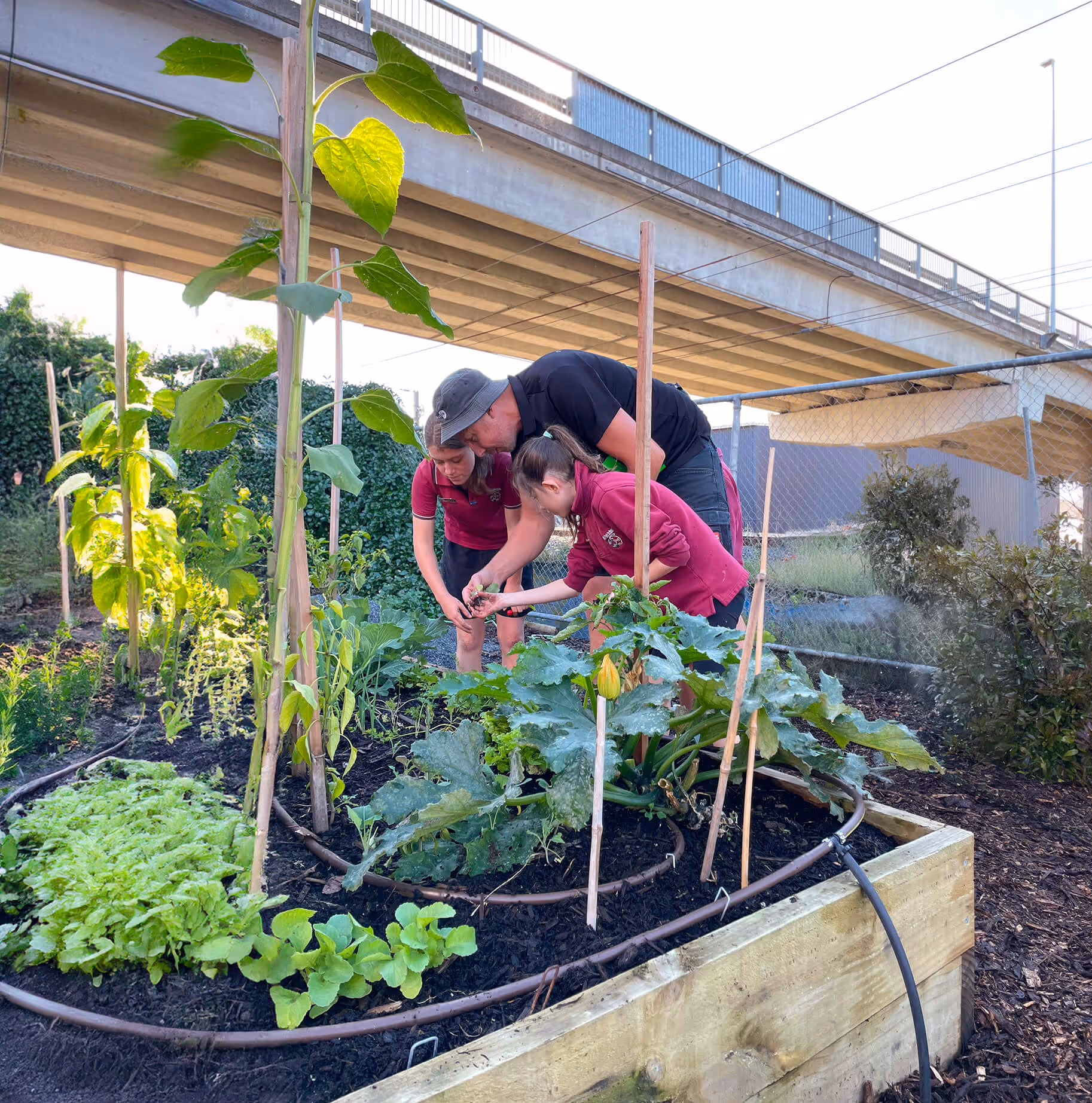 Sustainability practitioner guiding school students in harvesting vegetables from a productive raised garden bed in an urban community growing space