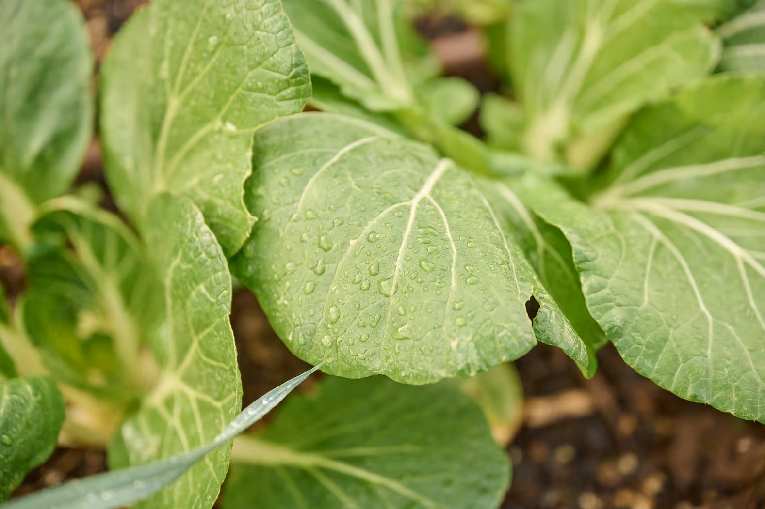 Close-up of fresh bok choy leaves with water droplets growing in a sustainably managed commercial urban garden bed