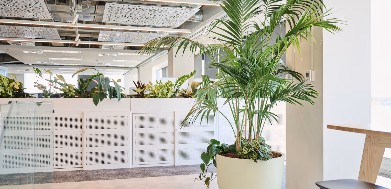 Open-plan workspace at Deloitte Auckland with large white planters of tropical palms and mixed foliage positioned along a bright, light-filled office floor with exposed ceiling services