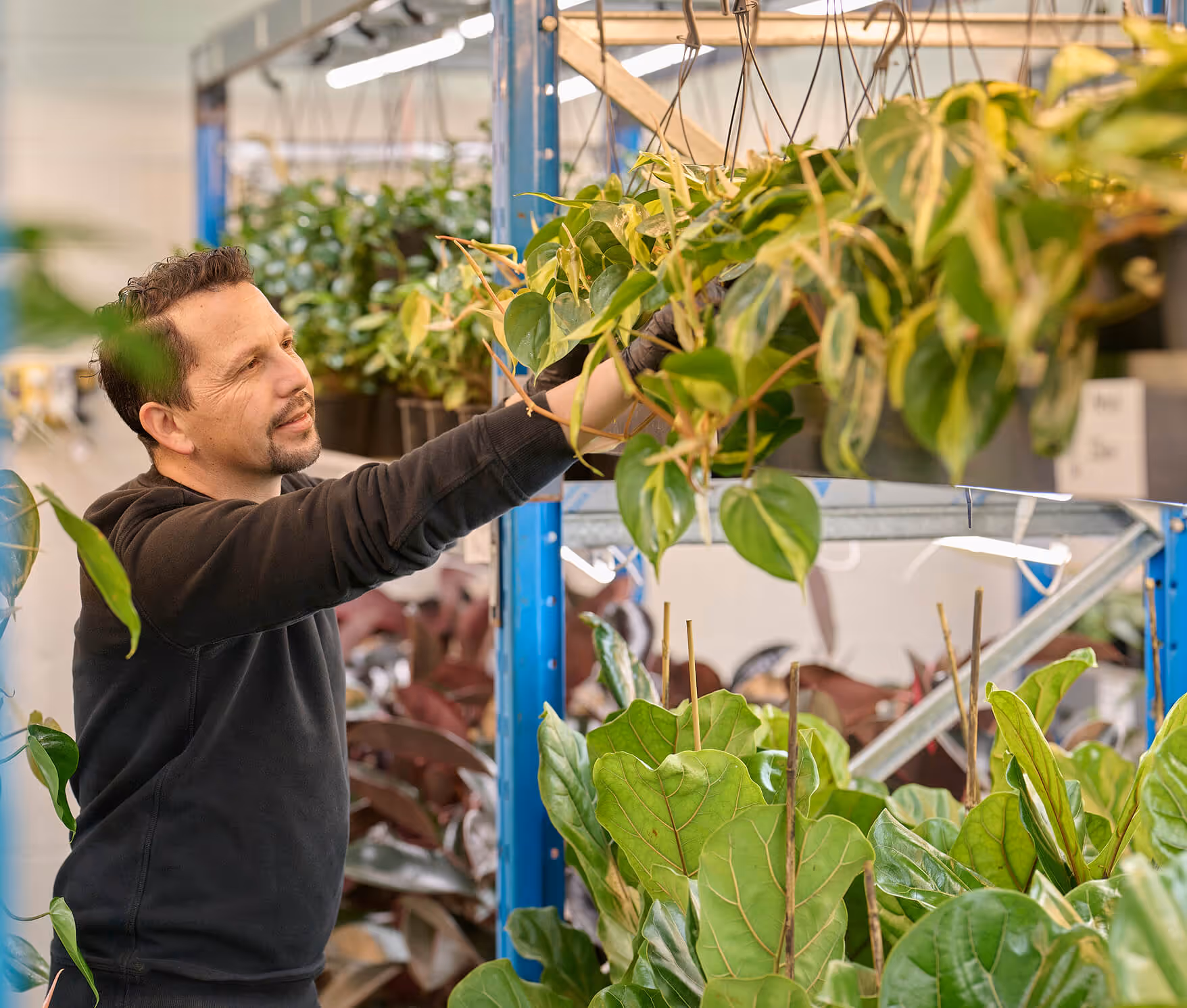 Outside In horticulturist inspecting hanging tropical plants in a nursery greenhouse as part of the Happy Plant Guarantee quality assurance process