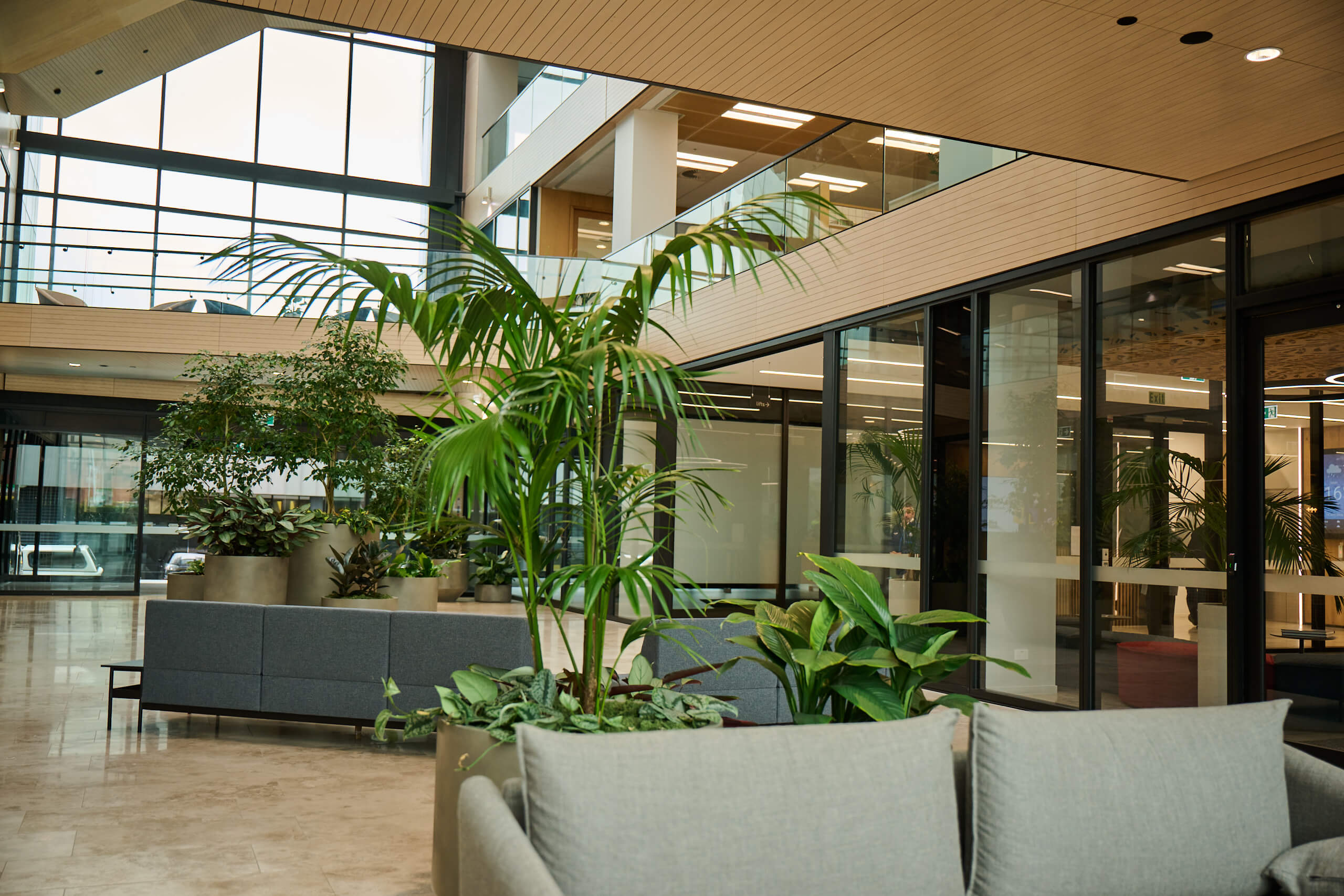 The Broadway atrium from sofa level — an areca palm and low tropical planters beside timber-clad walls and glass offices.