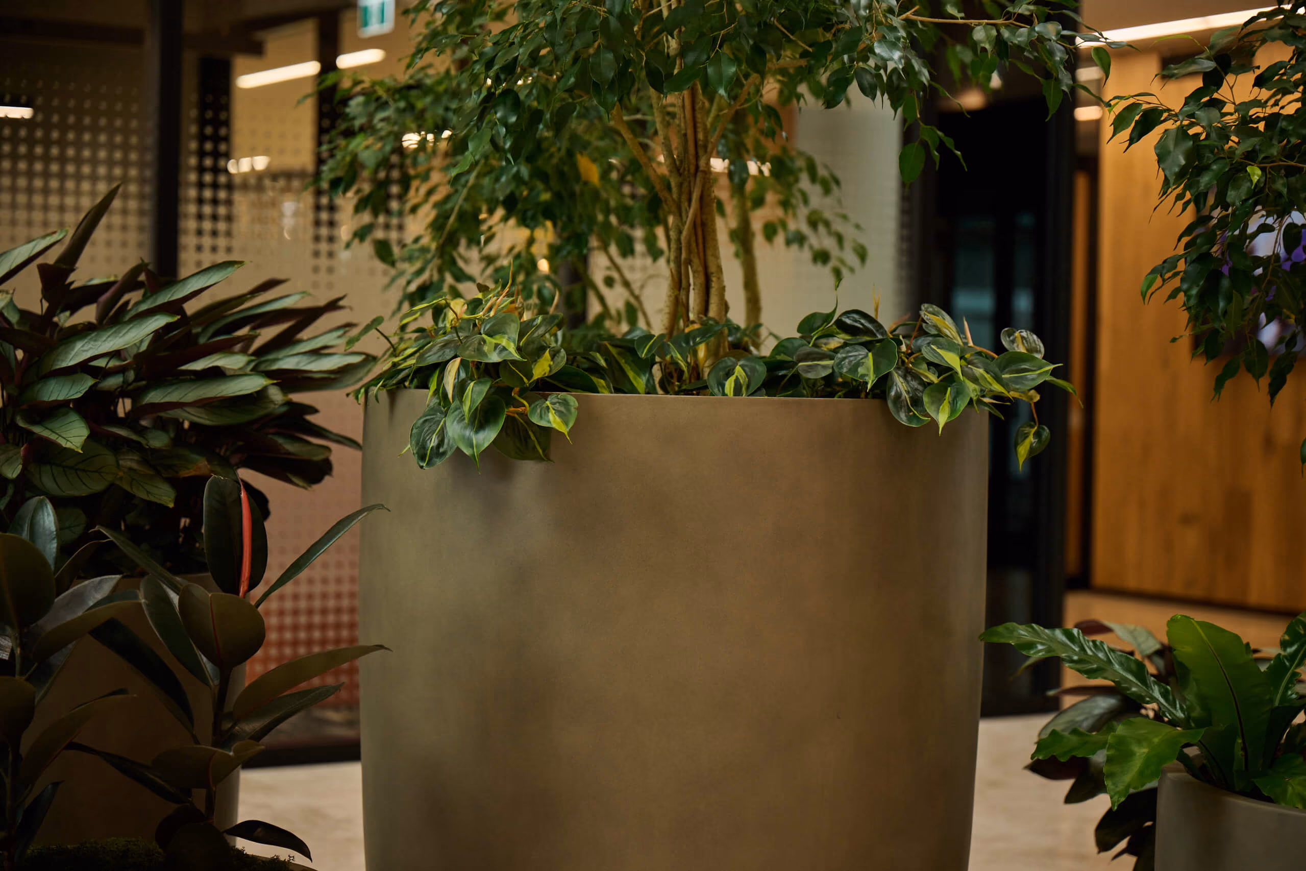 A tall taupe cylindrical planter with ficus, rubber plants, and calathea at Broadway — warm accent lighting in the corridor.