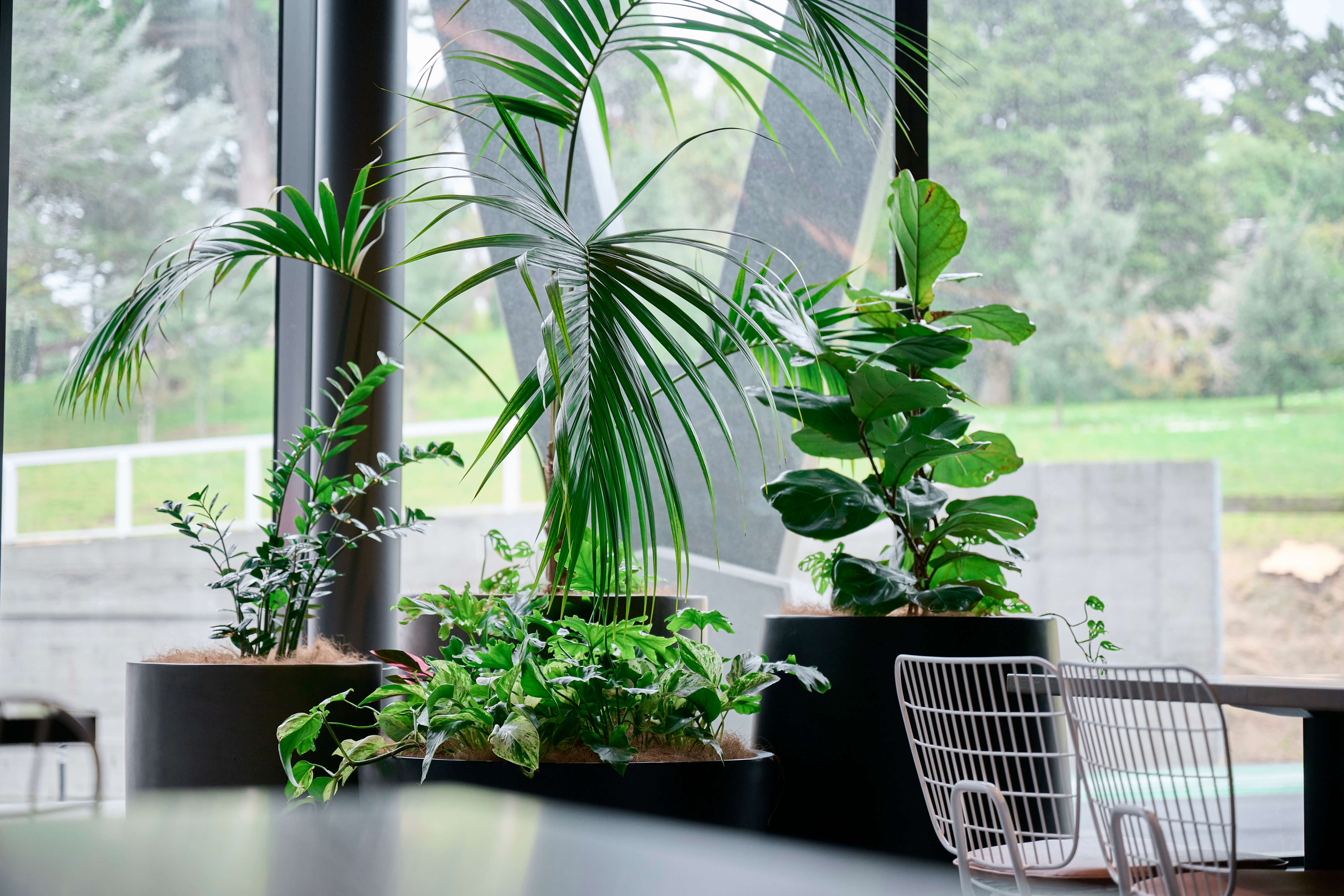 Areca palm, fiddle leaf fig, and ZZ plant in black planters beside floor-to-ceiling glazing at 44 Bowen Street, Wellington.