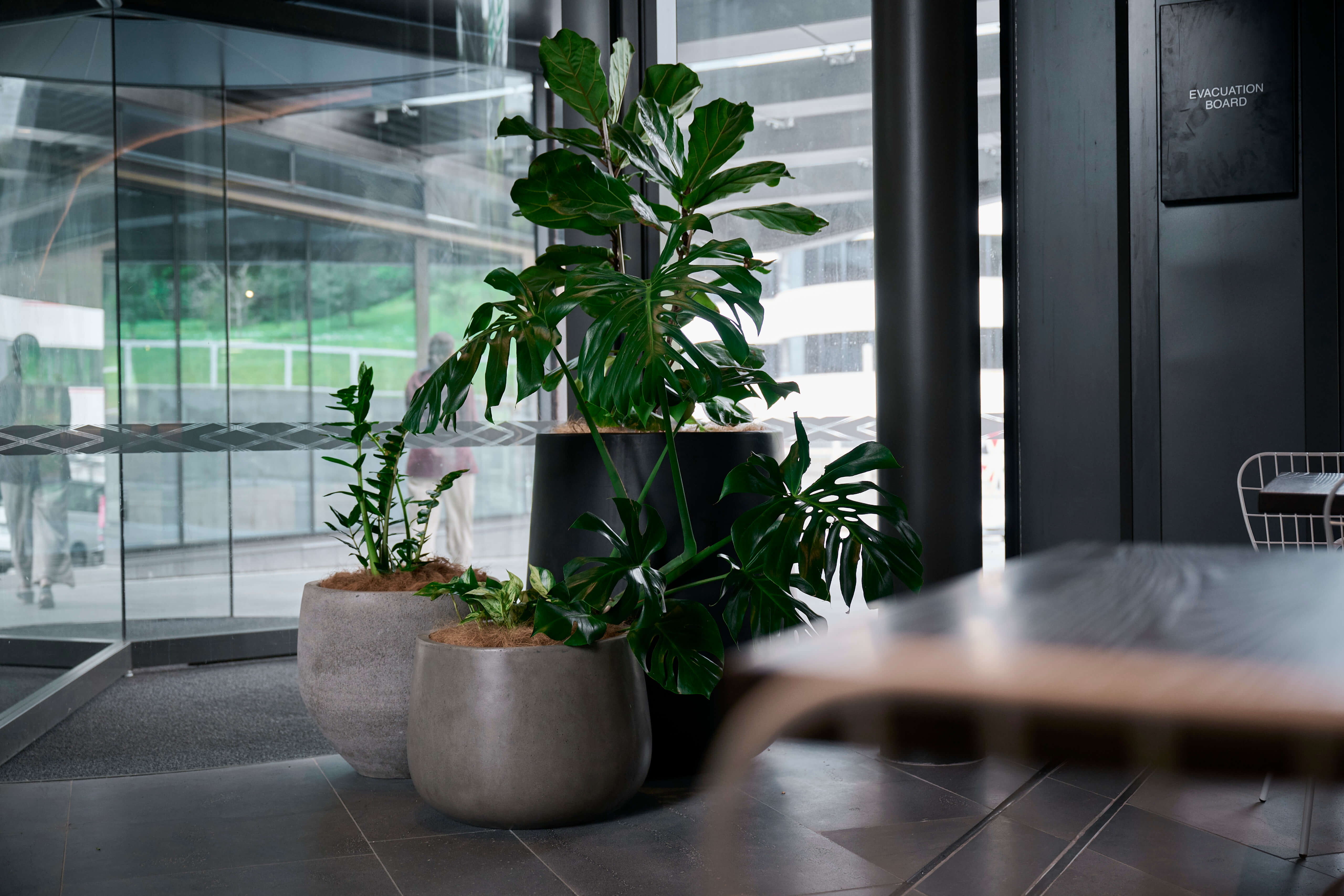 A concrete bowl planter with ZZ plant and a tall black planter with monstera beside the glazed lobby entrance at 44 Bowen Street, Wellington.