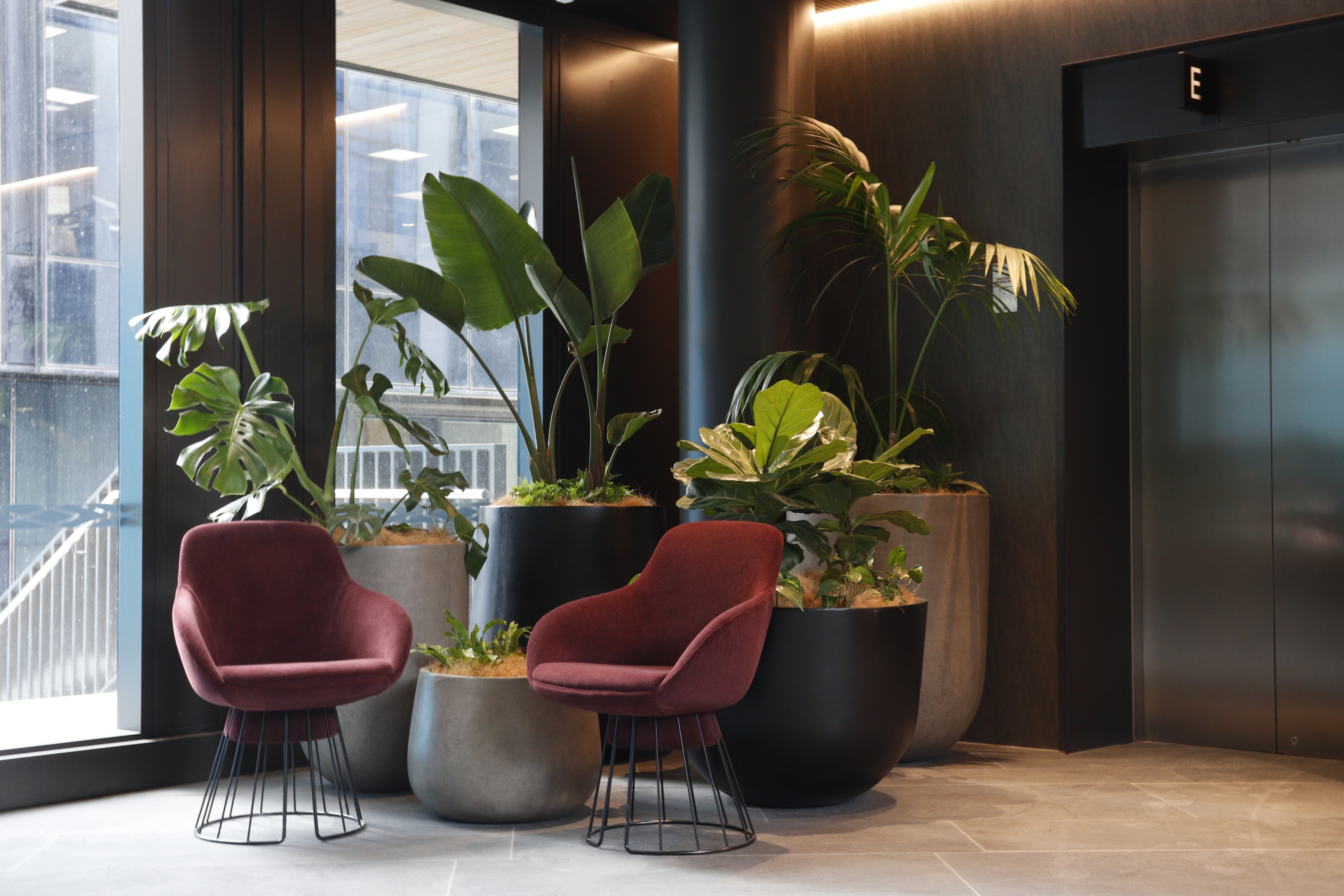 Large black planters with monstera and bird of paradise anchoring the 44 Bowen Street lift lobby, Wellington.