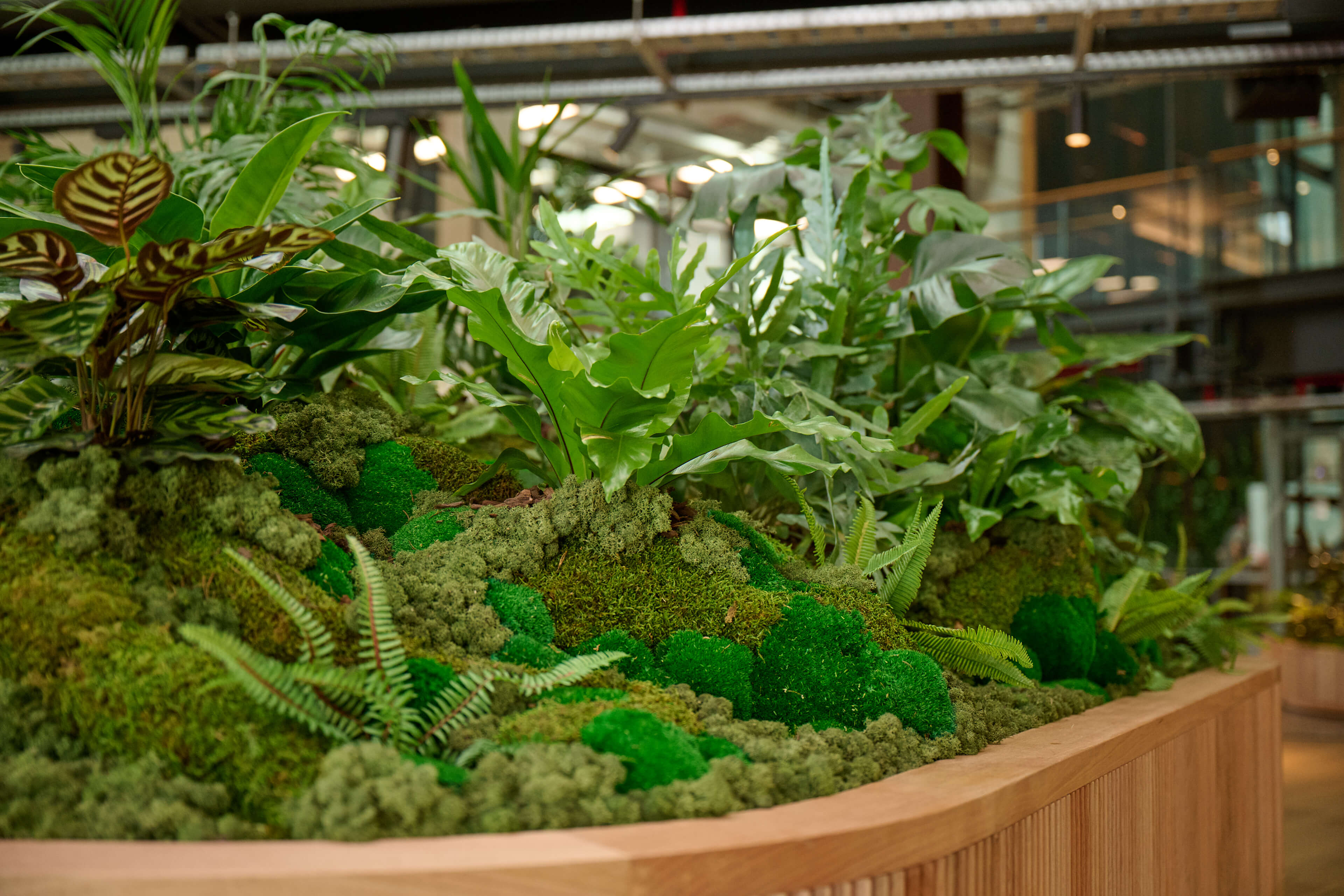 A close-up of a curved planter at B:HIVE — calathea, ferns, and moss creating a rich textured landscape at ground level.