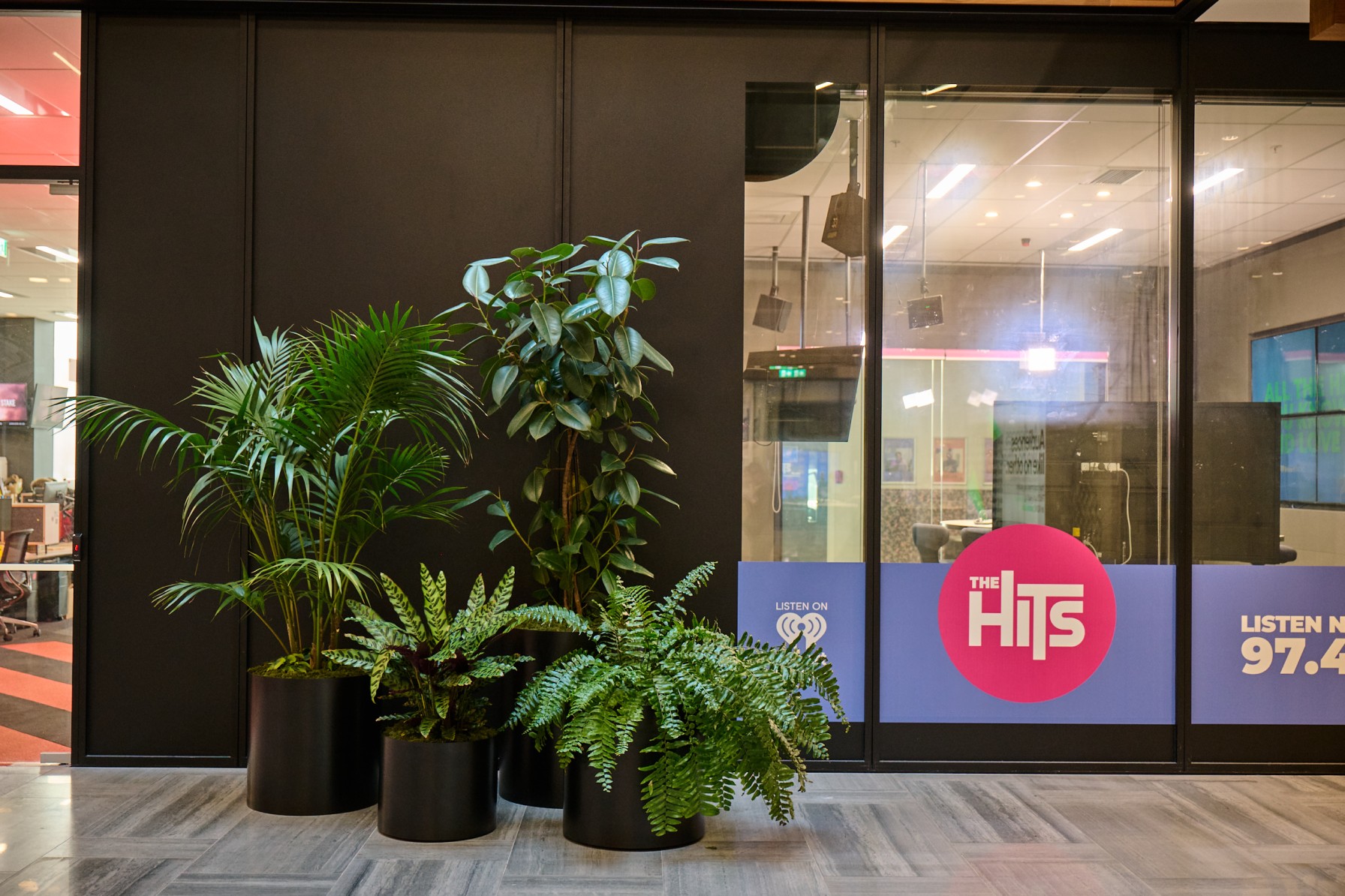 Grouped black planters with a Kentia palm, rubber plant and ferns outside The Hits radio studio