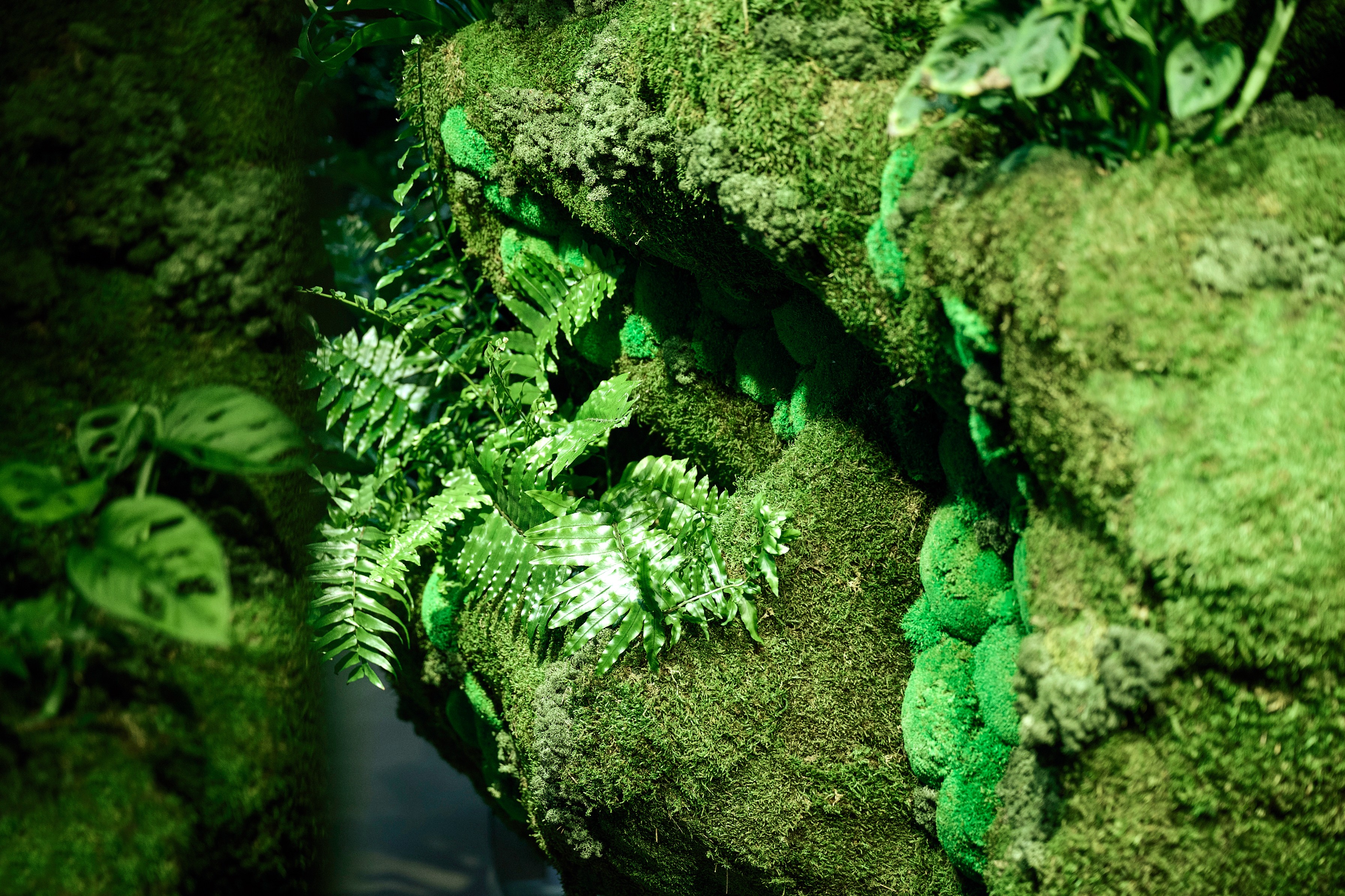 Dense ferns, monstera, and mounded moss on Air New Zealand's Forest Wall — a close view of the installation's rich texture.