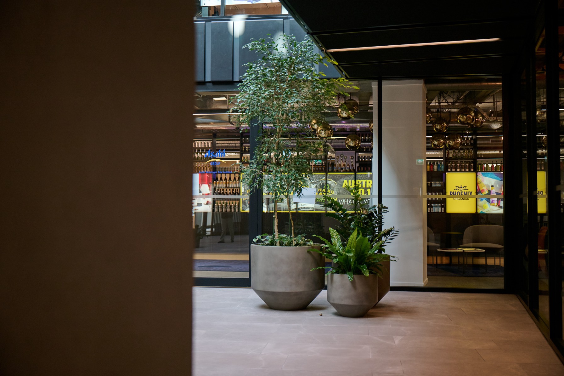 Grouped concrete planters with a ficus tree and ferns outside a glass-walled bar area.