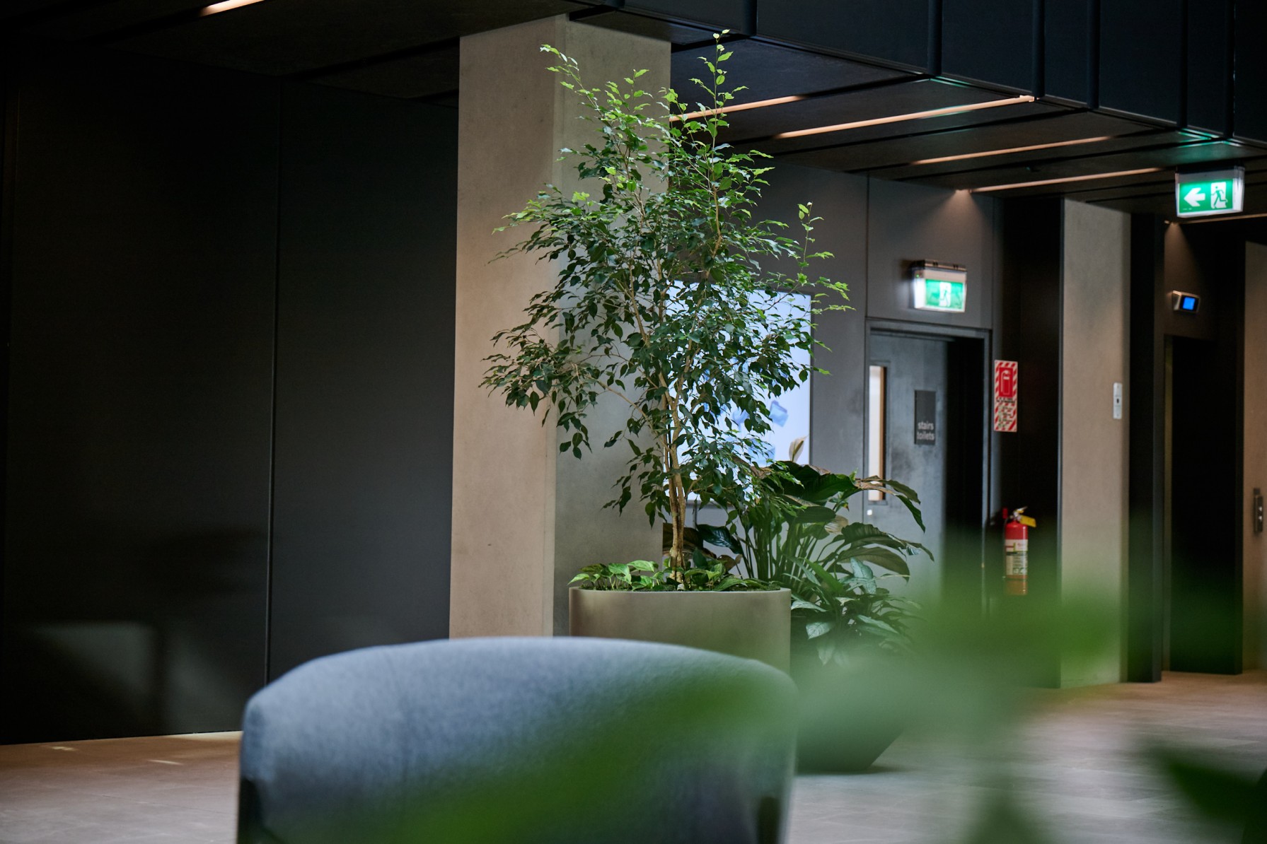 Ficus tree and layered foliage in a concrete planter beside an office corridor and exit signage.