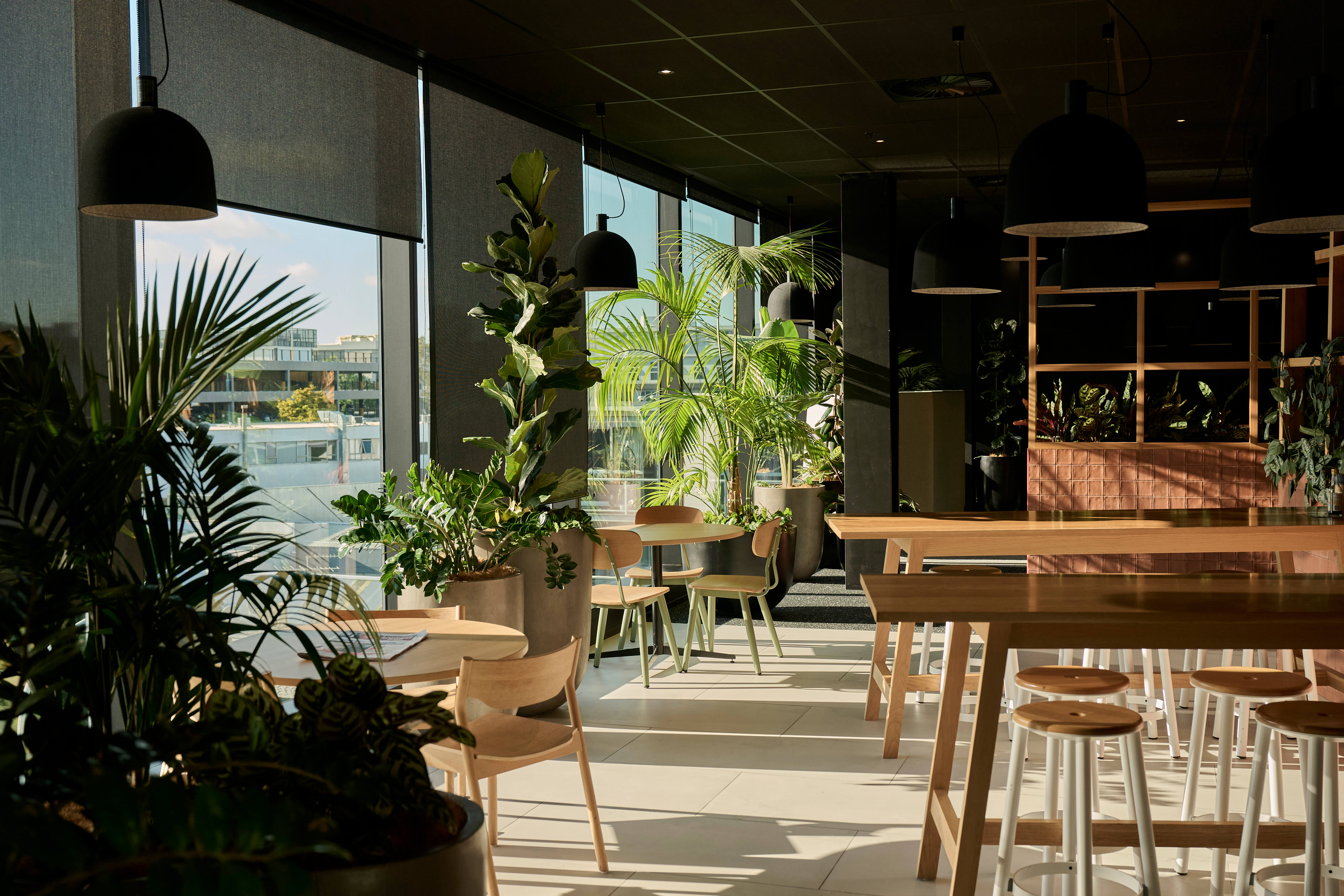 Tall areca palms and a fiddle leaf fig anchor the Aurecon cafe breakout, beside the pink-tiled bar counter.