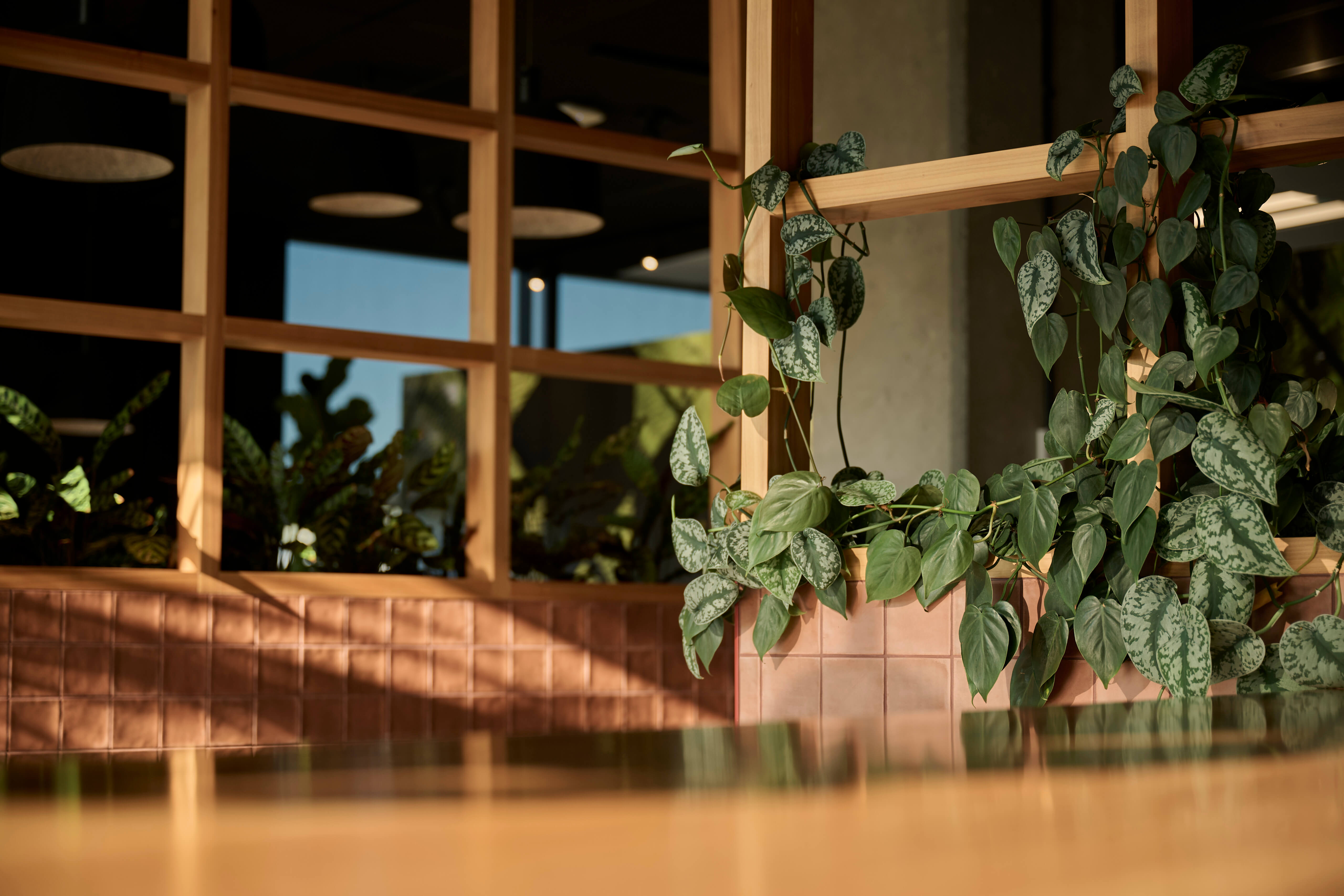 Satin pothos trails over the edge of a timber shelf at Aurecon, beside the terracotta-tiled bar.