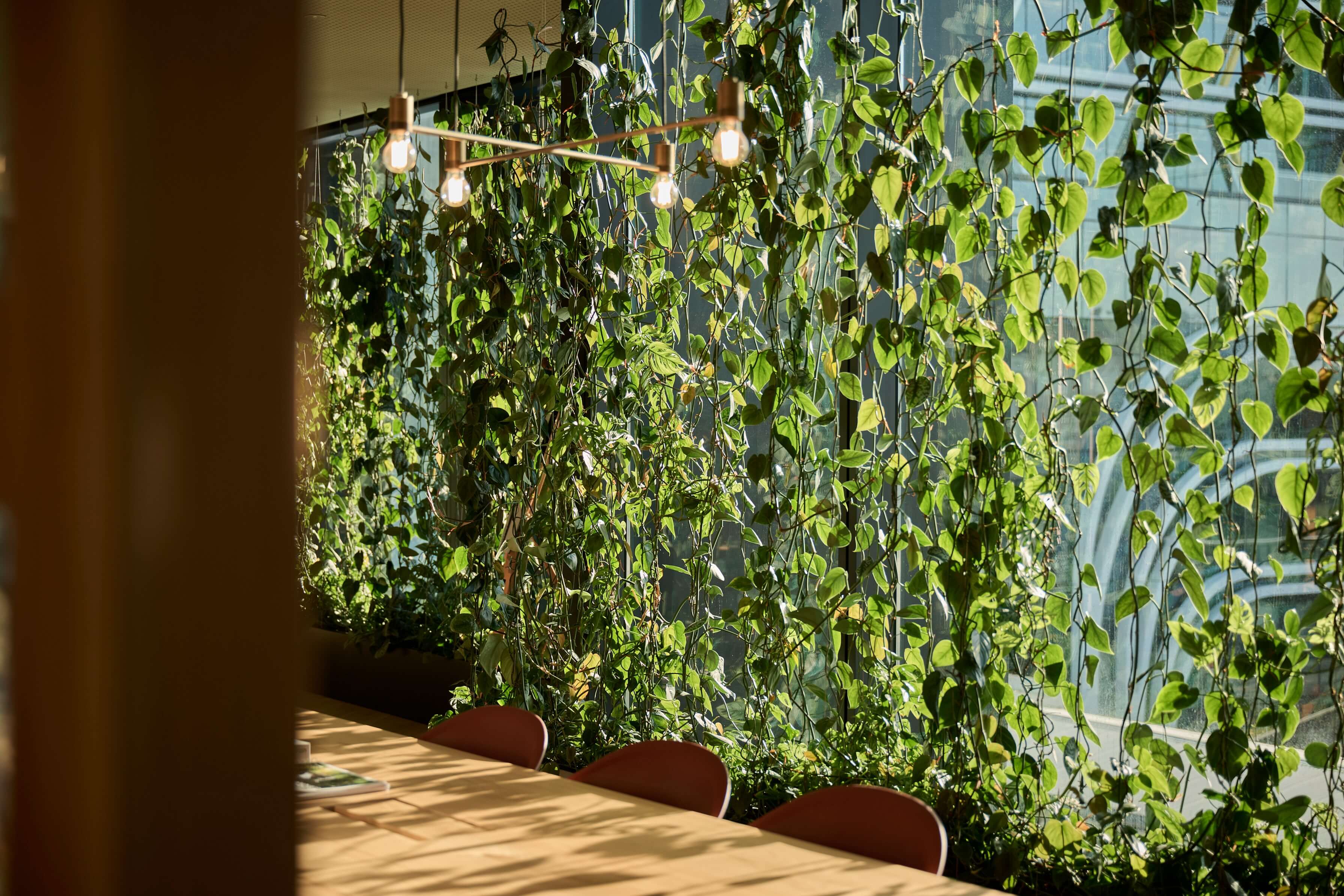 A curtain of trailing pothos hangs on wires against the glazing at Aurecon, with rust chairs below.