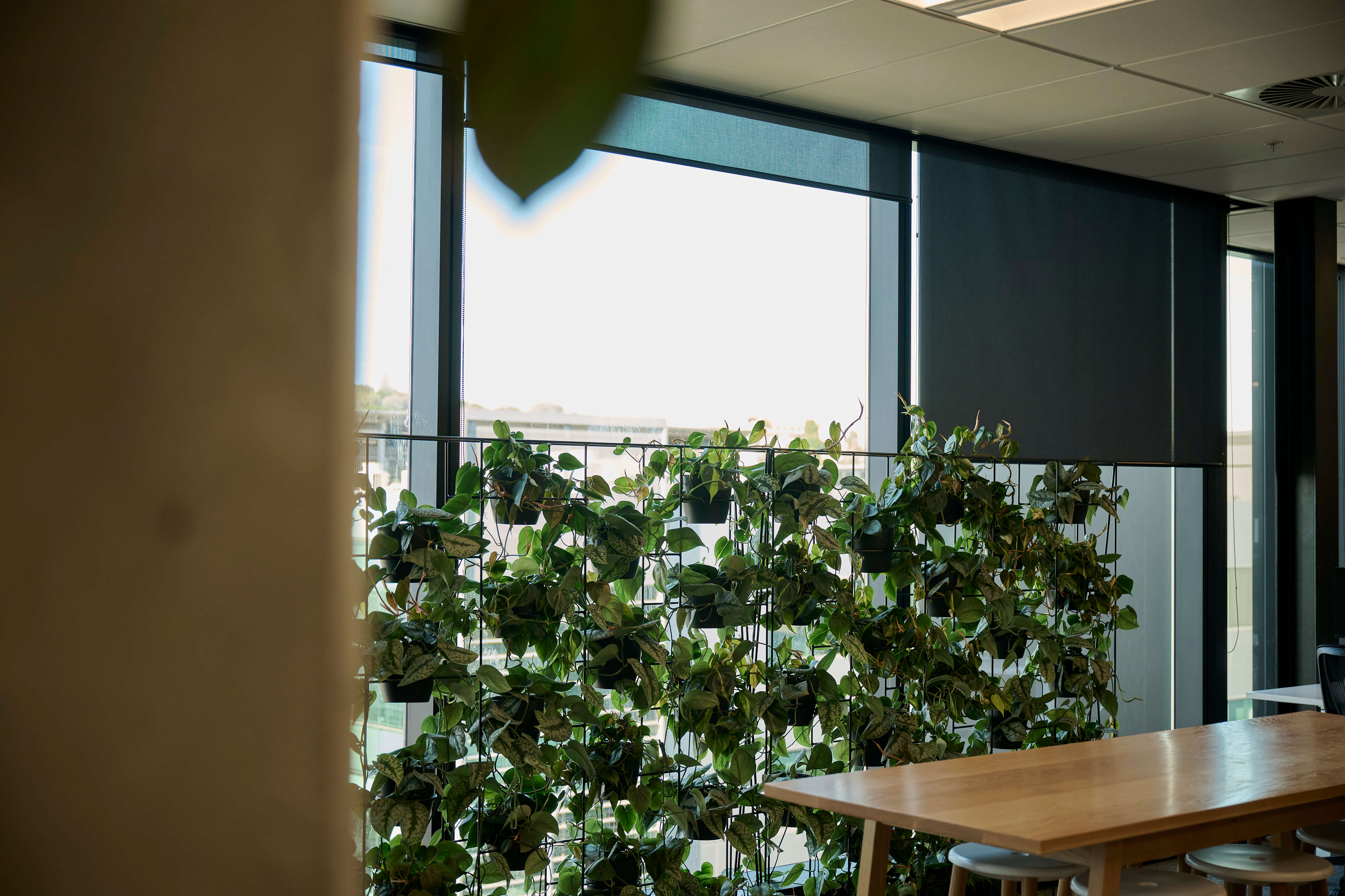 A trailing pothos screen divides the Aurecon workspace from the glazed perimeter, with bar stools below.