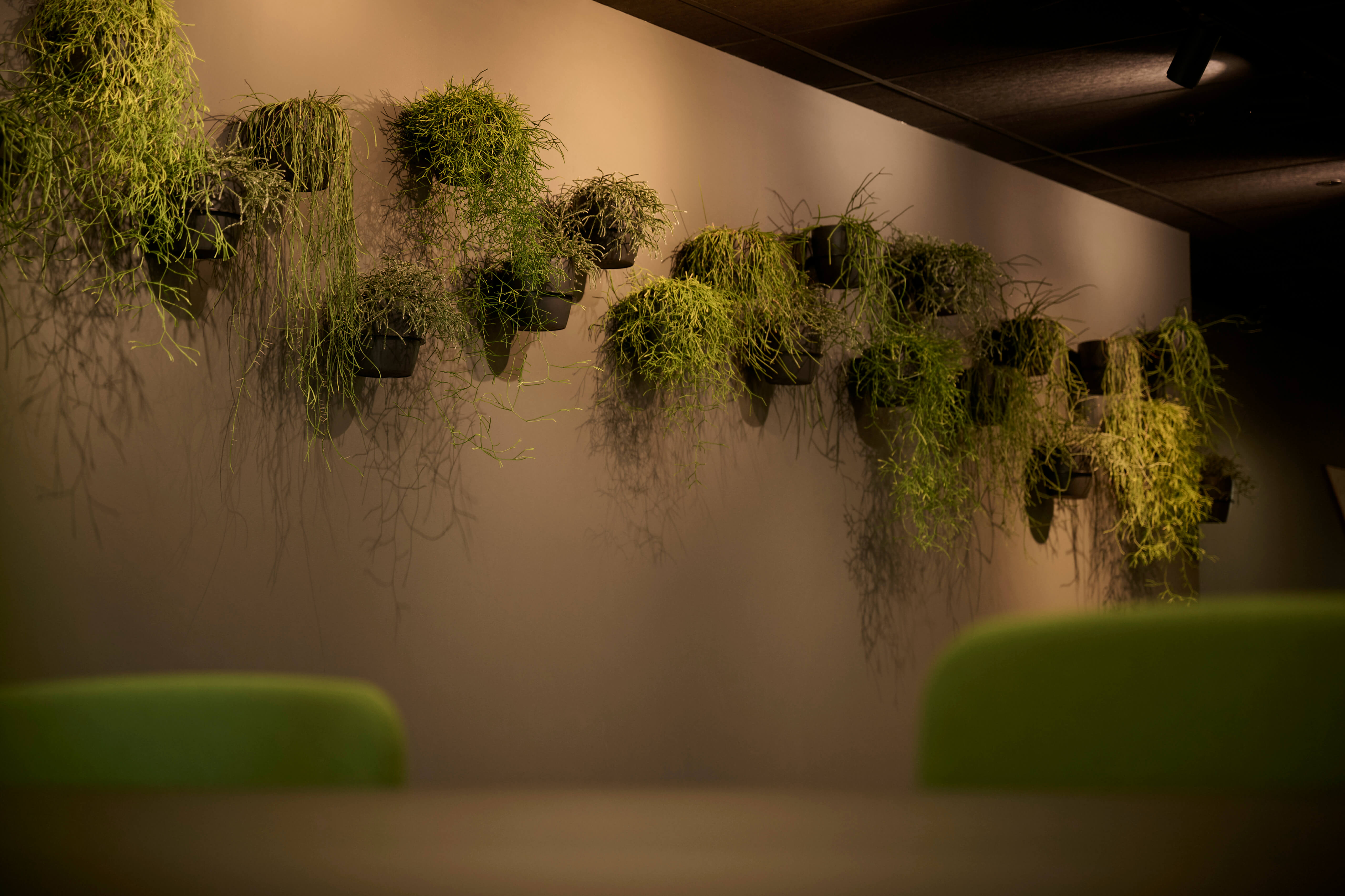 Individual hanging pots of trailing plants cascade down a feature wall in the Aurecon office.