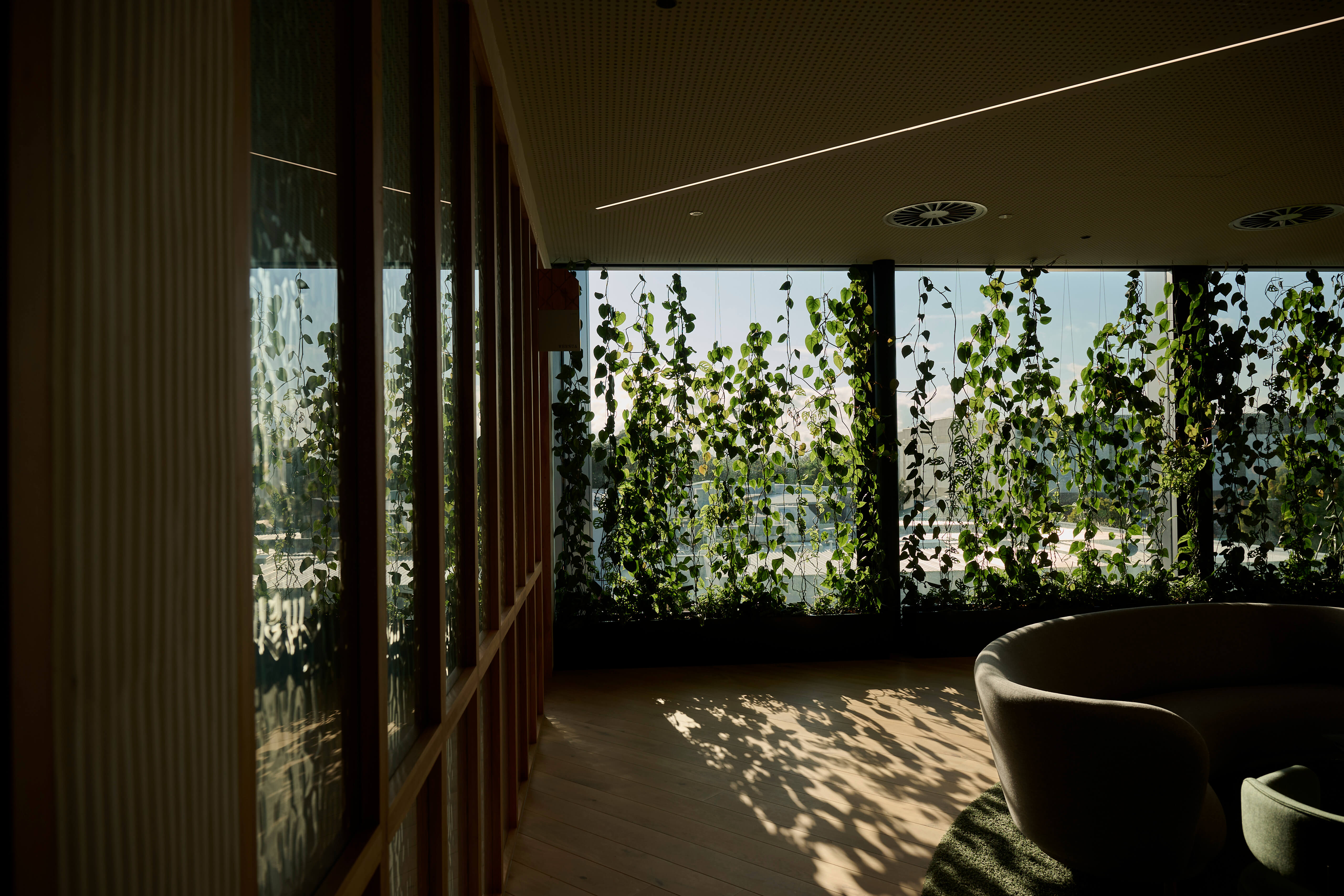 Floor-to-ceiling trailing pothos vines screen the glazed perimeter of the Aurecon office lounge.