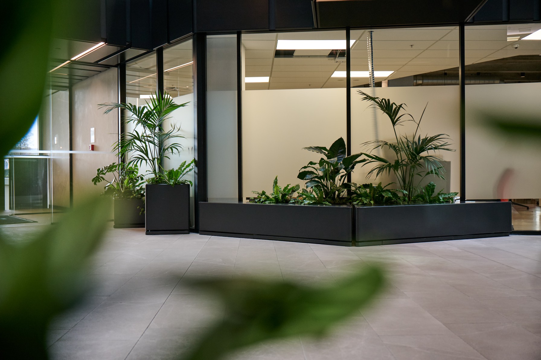 Black corner planter box with palms and layered foliage in a glazed office corridor.