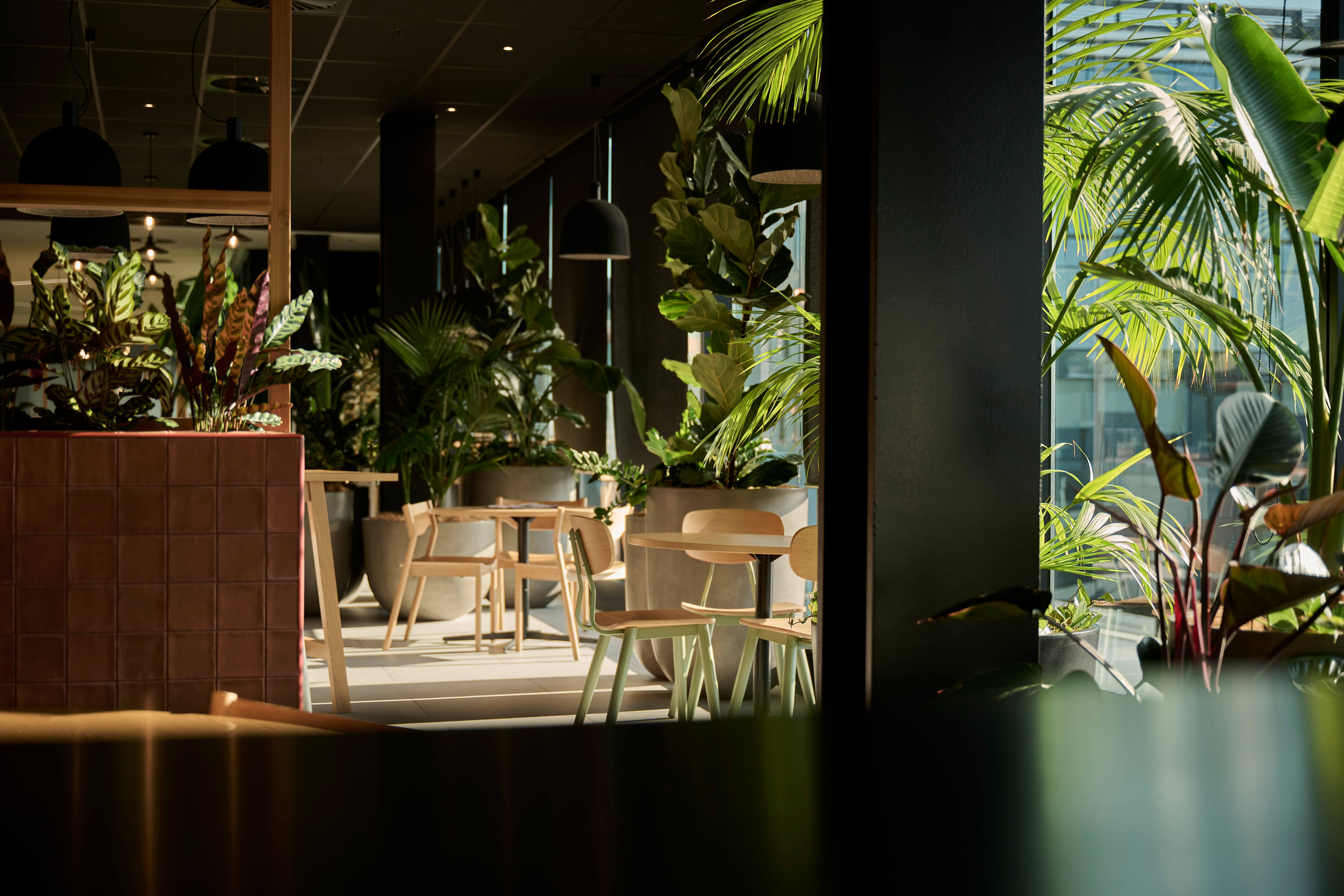 Large tropical planters of calathea, areca, and fiddle leaf fill the Aurecon breakout space around timber seating.