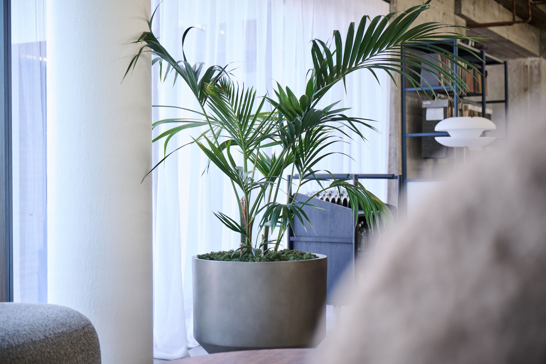 Kentia palm in a large concrete planter beside sheer curtains and a bookshelf in an office lounge.