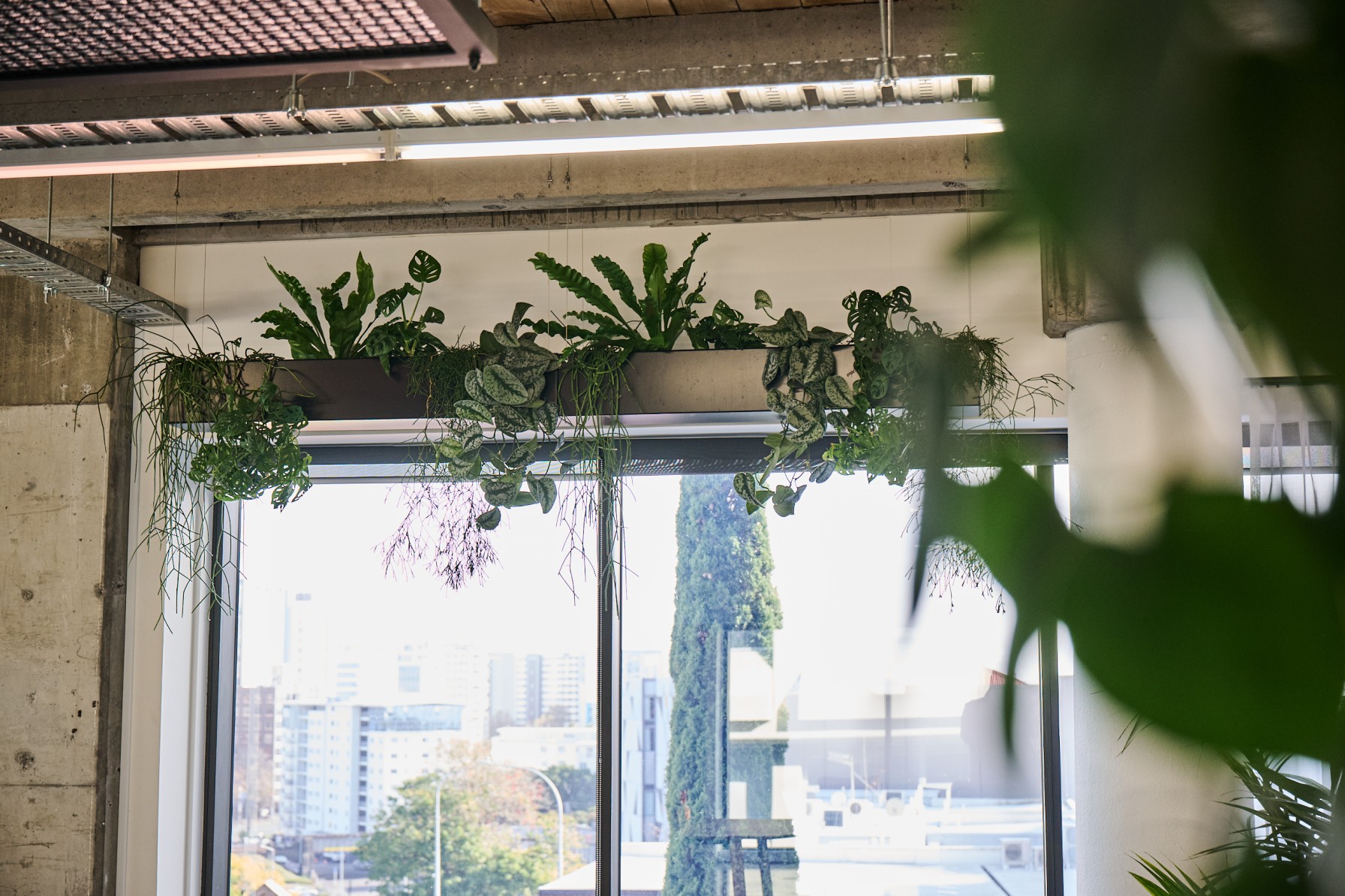 Trailing planter of ferns and Scindapsus suspended above a window overlooking the city skyline