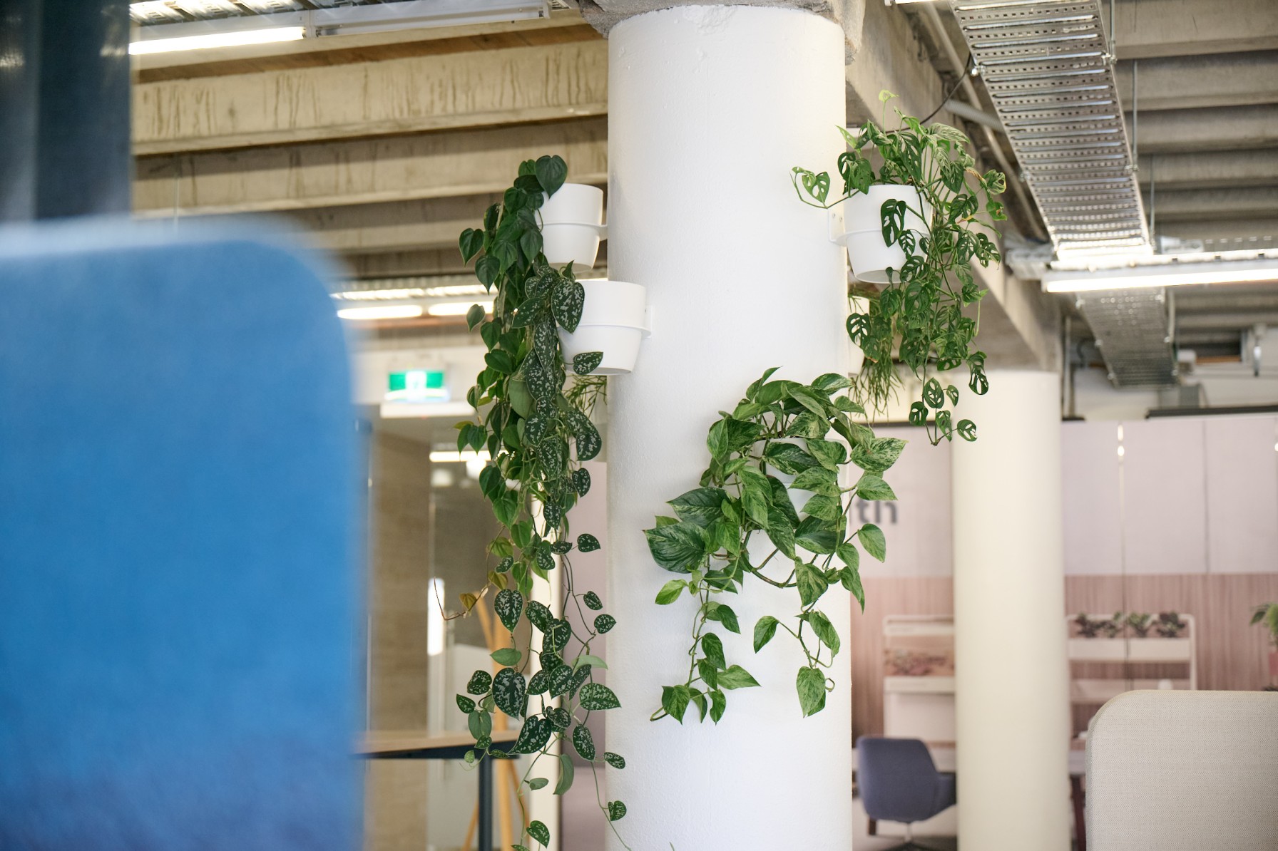 White wall-mounted pots of trailing pothos and philodendron cascading down a concrete column.