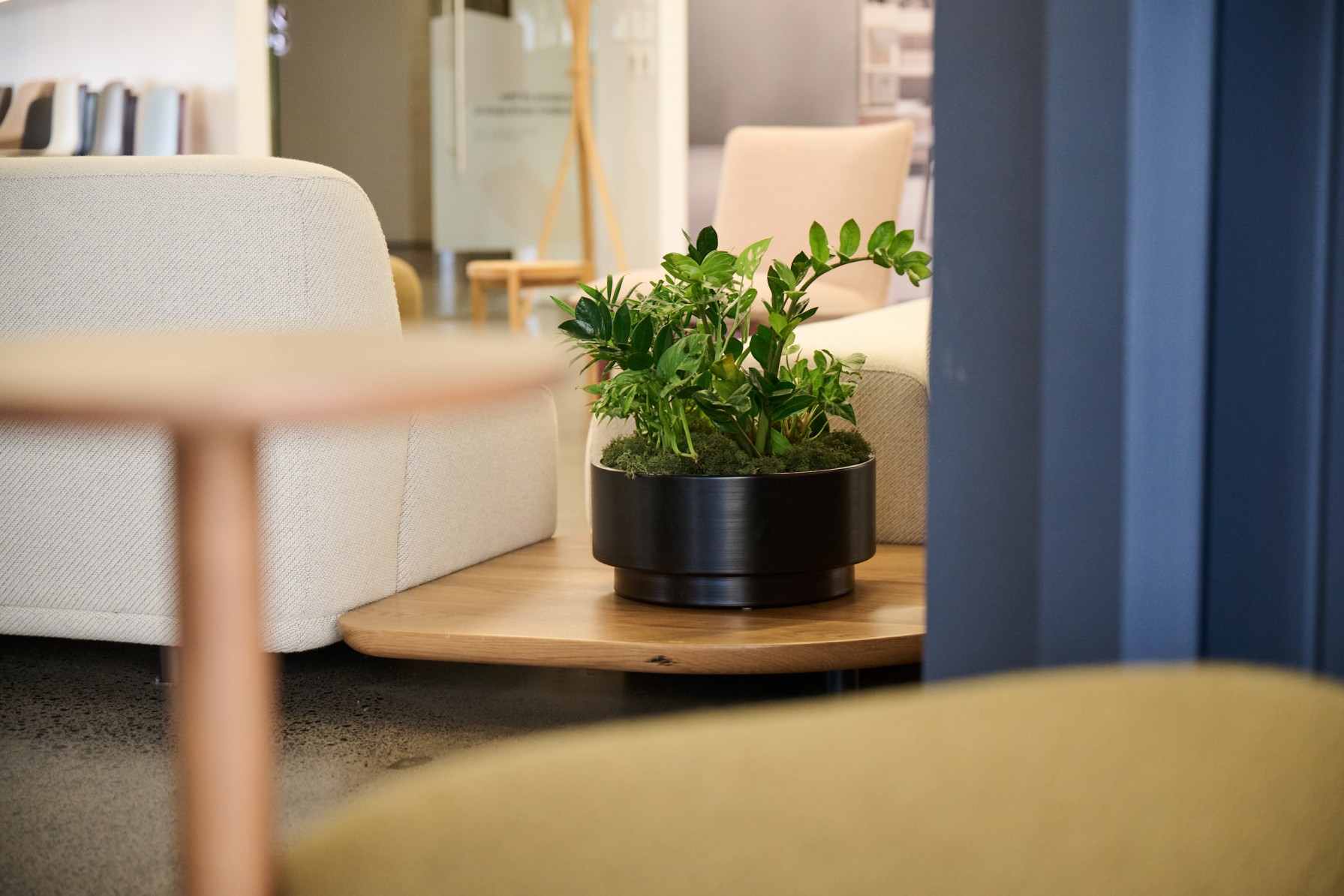 Small potted zamioculcas and mixed foliage on a timber side table in a lounge seating area.
