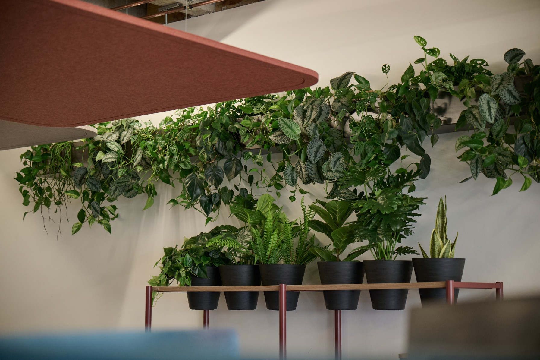 Wall-mounted trailing pothos and Scindapsus above a row of black-potted ferns and snake plants on a timber shelf.