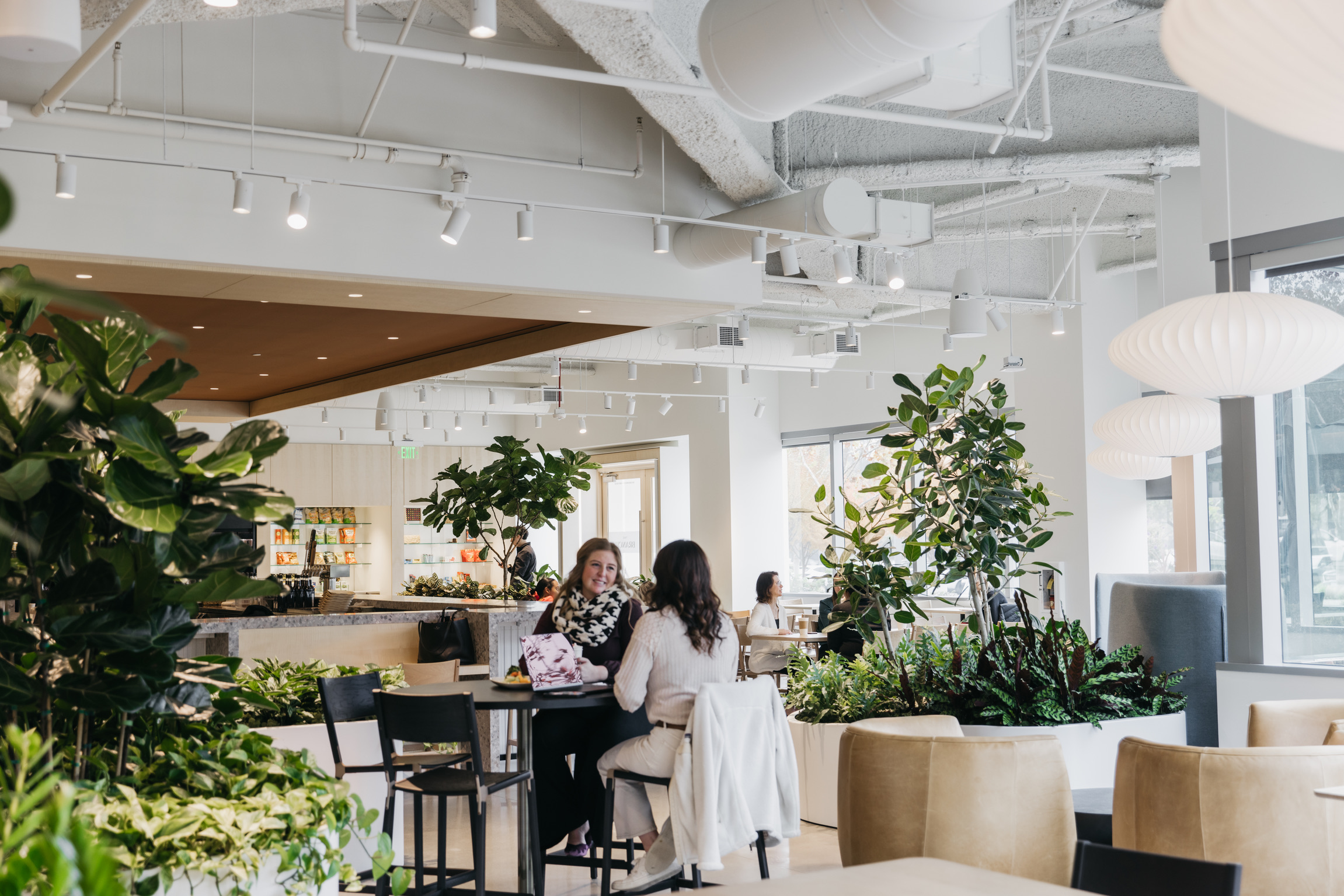 People meeting beside fiddle leaf figs at the Branch Hub, Bishop Ranch — biophilic planting woven throughout the workspace.