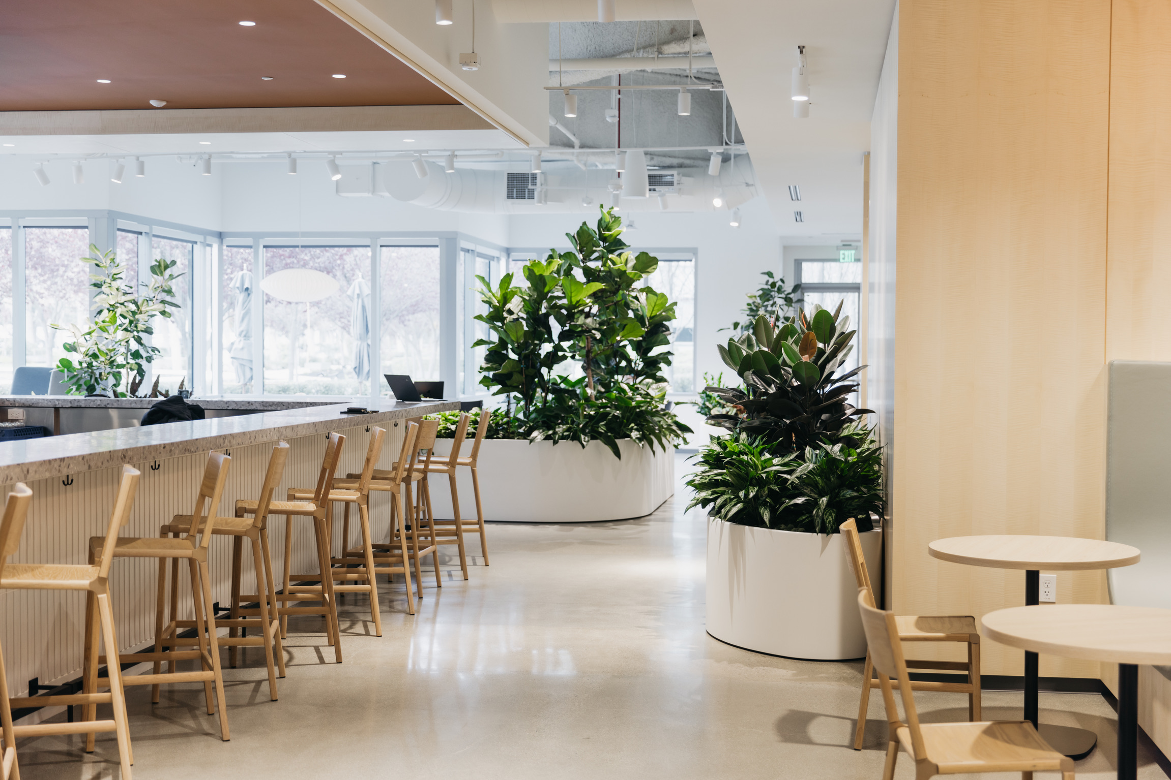 Fiddle leaf fig and mixed planting in a white curved planter beside the Branch Hub bar counter at Bishop Ranch, San Ramon.