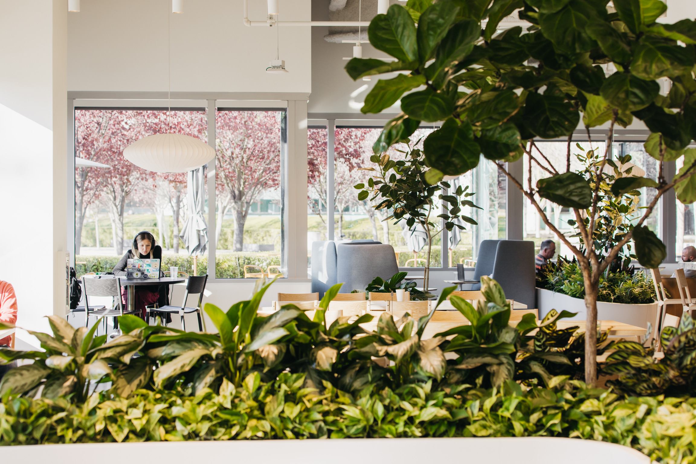 Dense low planting with rubber trees rising above at the Branch Hub, Bishop Ranch — greenery immersing the entire workspace.