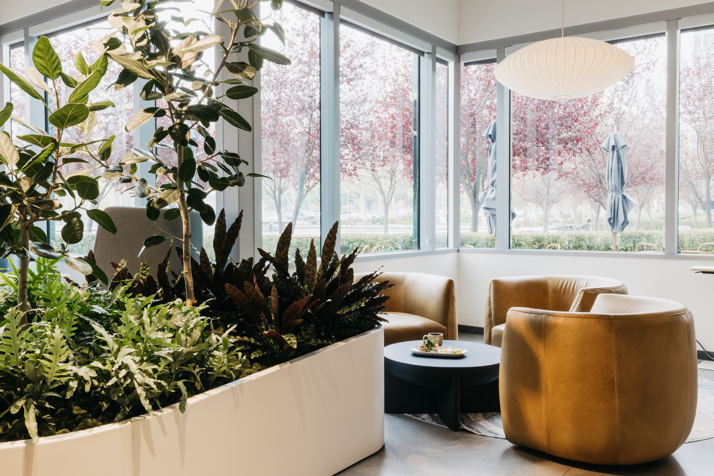 White planter with rubber tree and richly coloured understorey plants in a sunlit corner at the Branch Hub, Bishop Ranch.