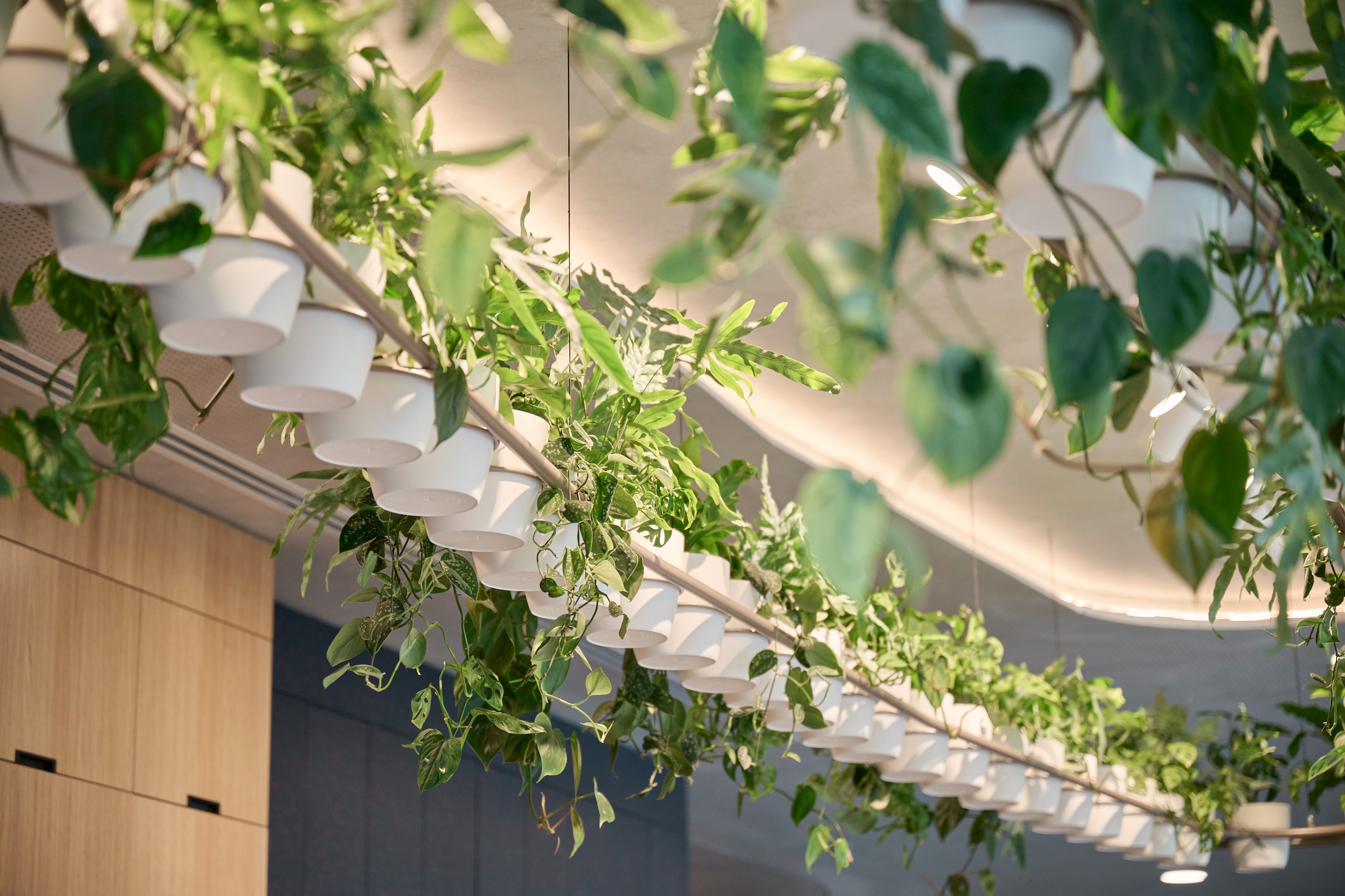 Close-up of a suspended row of white pots with trailing pothos and ferns beneath a curved ceiling.