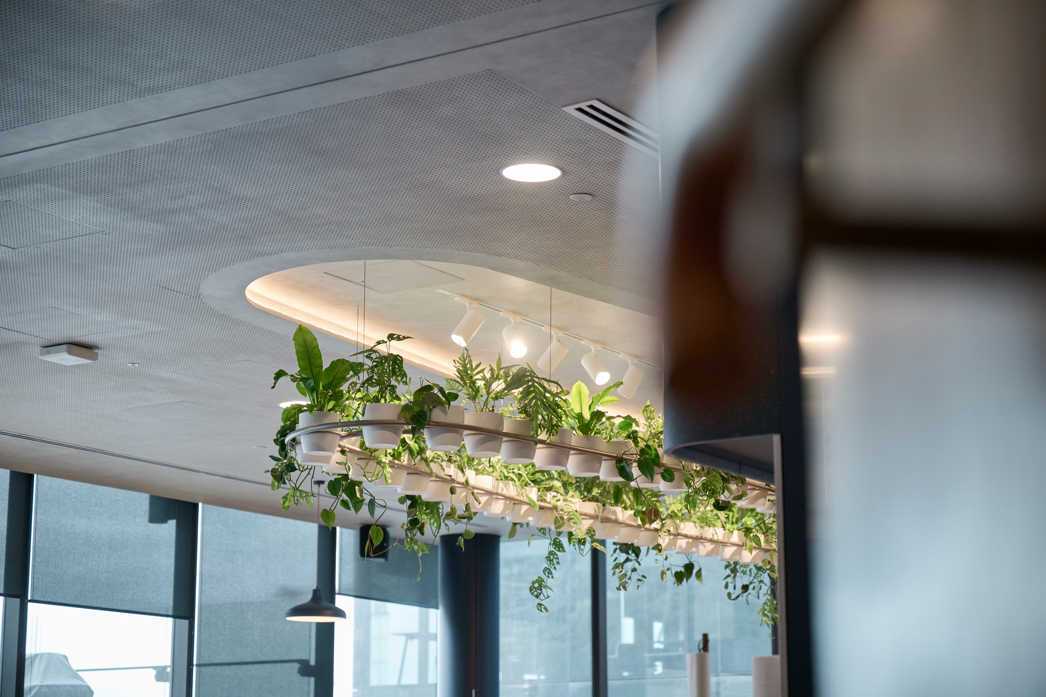 Suspended oval planter of trailing pothos and ferns beneath track lighting and a sculptural sail ceiling.