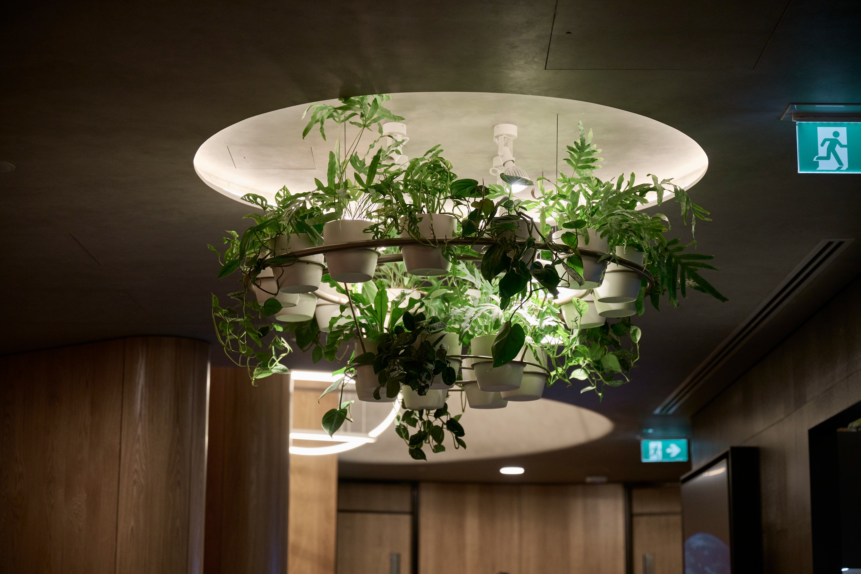 Circular chandelier planter of ferns and trailing pothos suspended from a lit ceiling recess in a timber-lined corridor.
