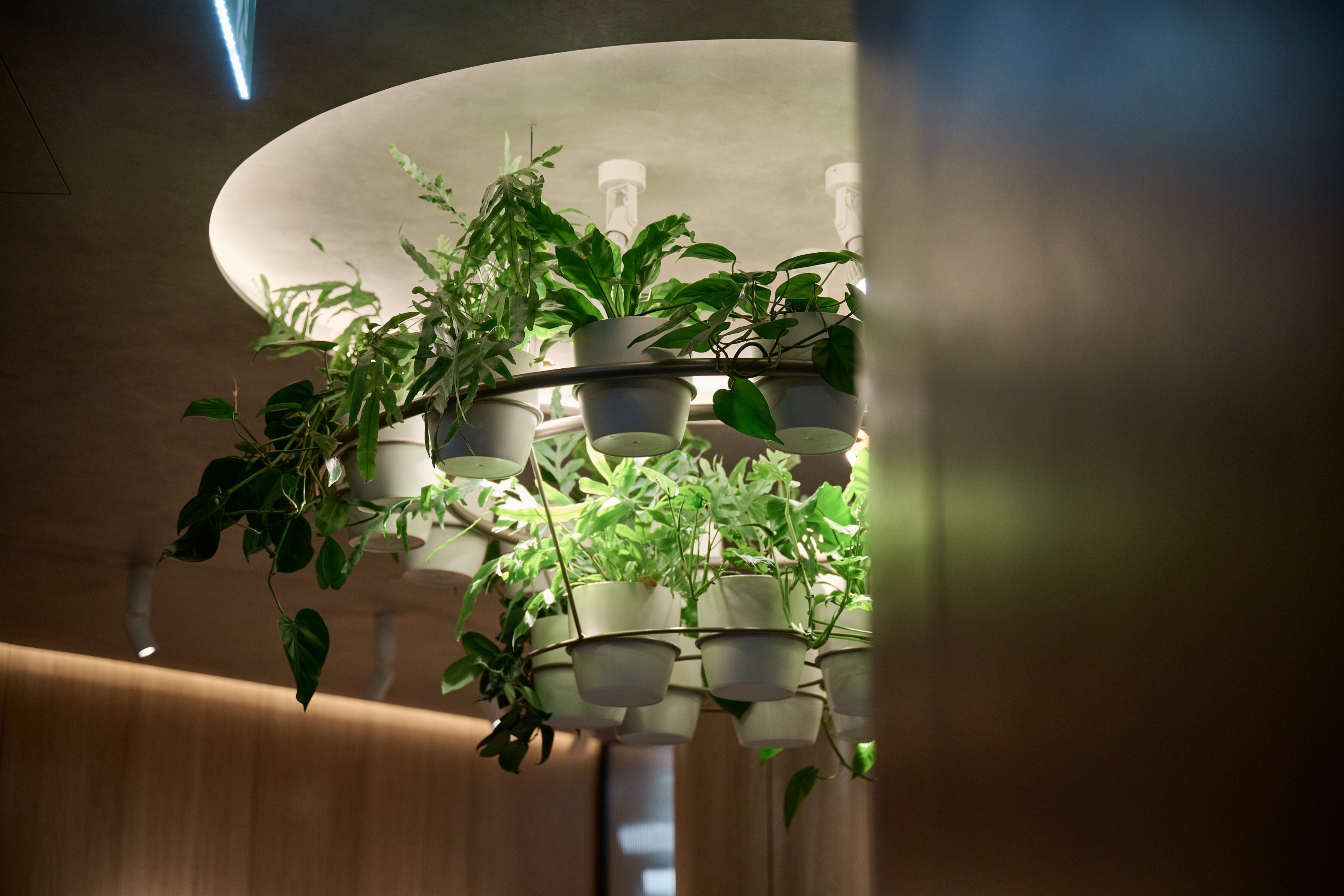 Close-up of a tiered circular chandelier planter with ferns and trailing pothos in a timber-panelled corridor.