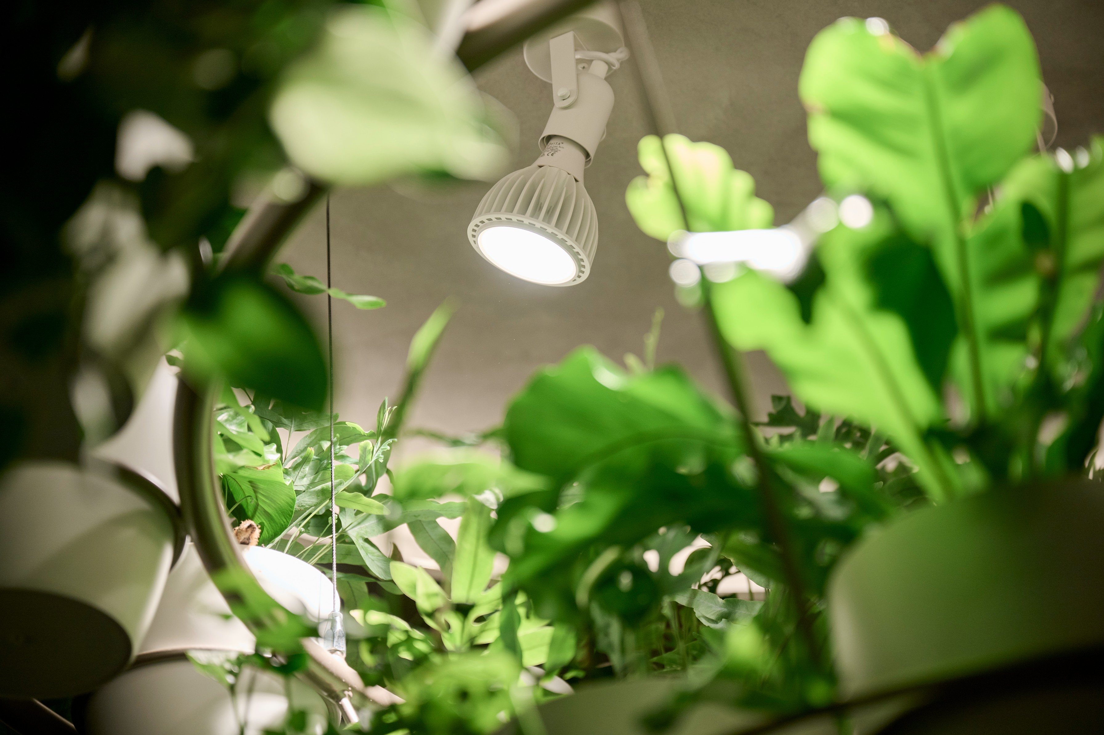 Close-up of a grow light illuminating layered foliage within the suspended chandelier planter.