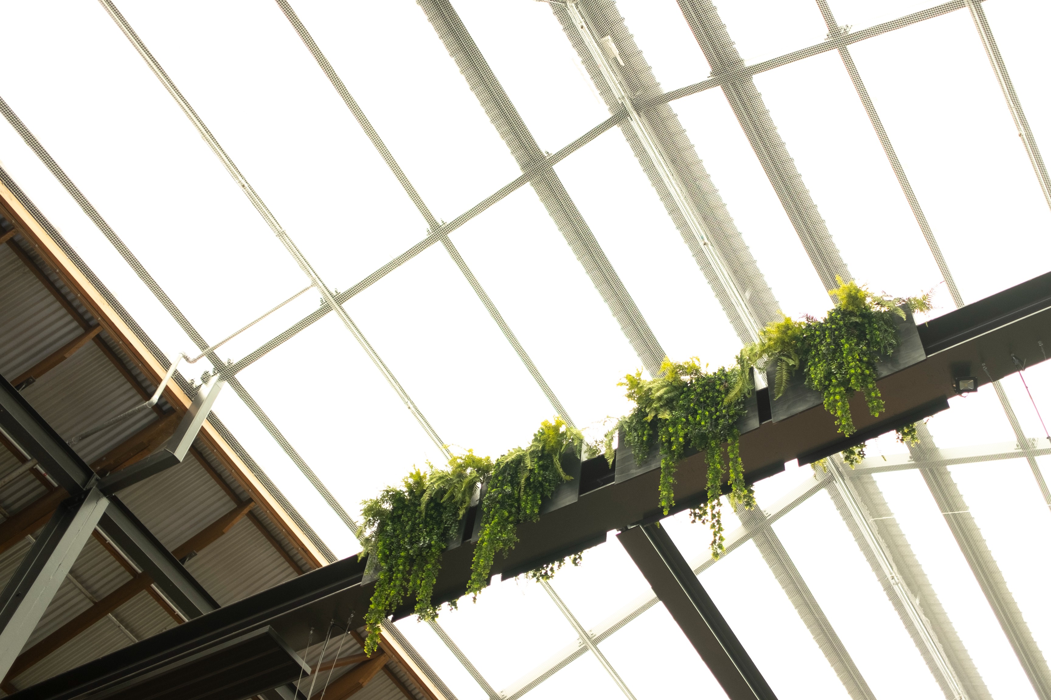 A row of trailing plants along a steel roof beam beneath the glass canopy at Botany Town Centre.
