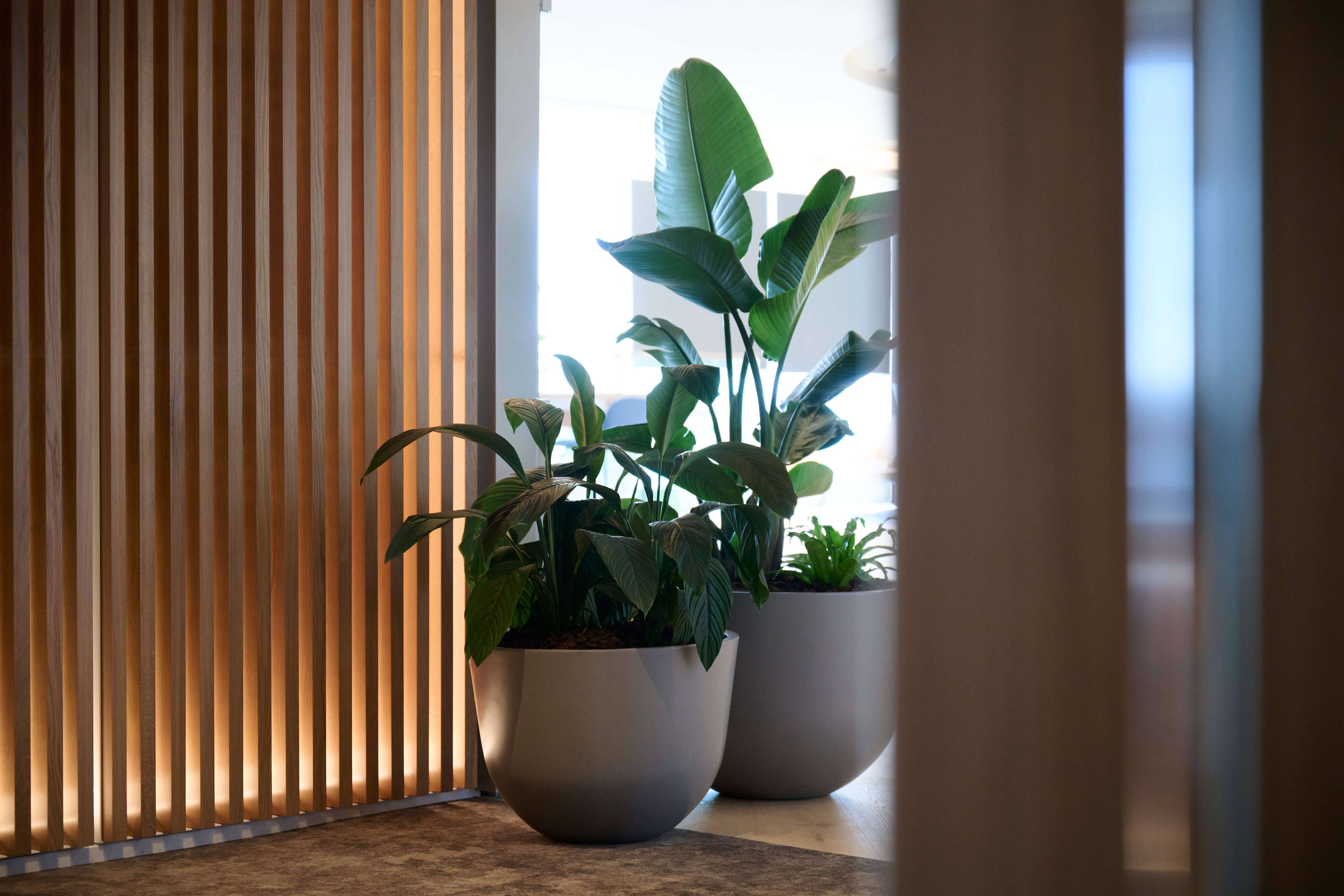 Bird of paradise and peace lily in grey planters sit against the timber slat screen at Deloitte.