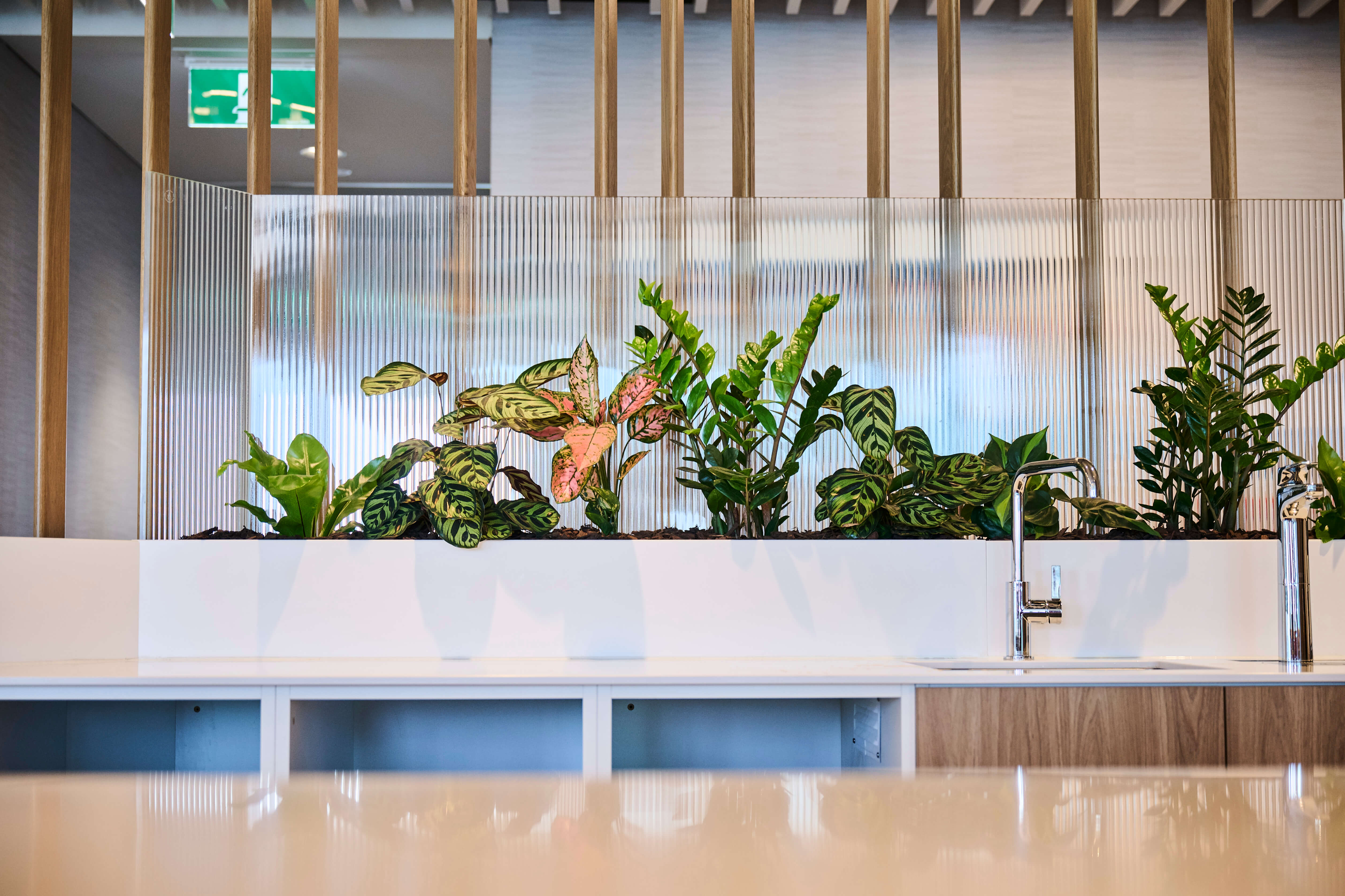 A long white trough planter of calathea, aglaonema, and ferns lines the Deloitte kitchen counter.