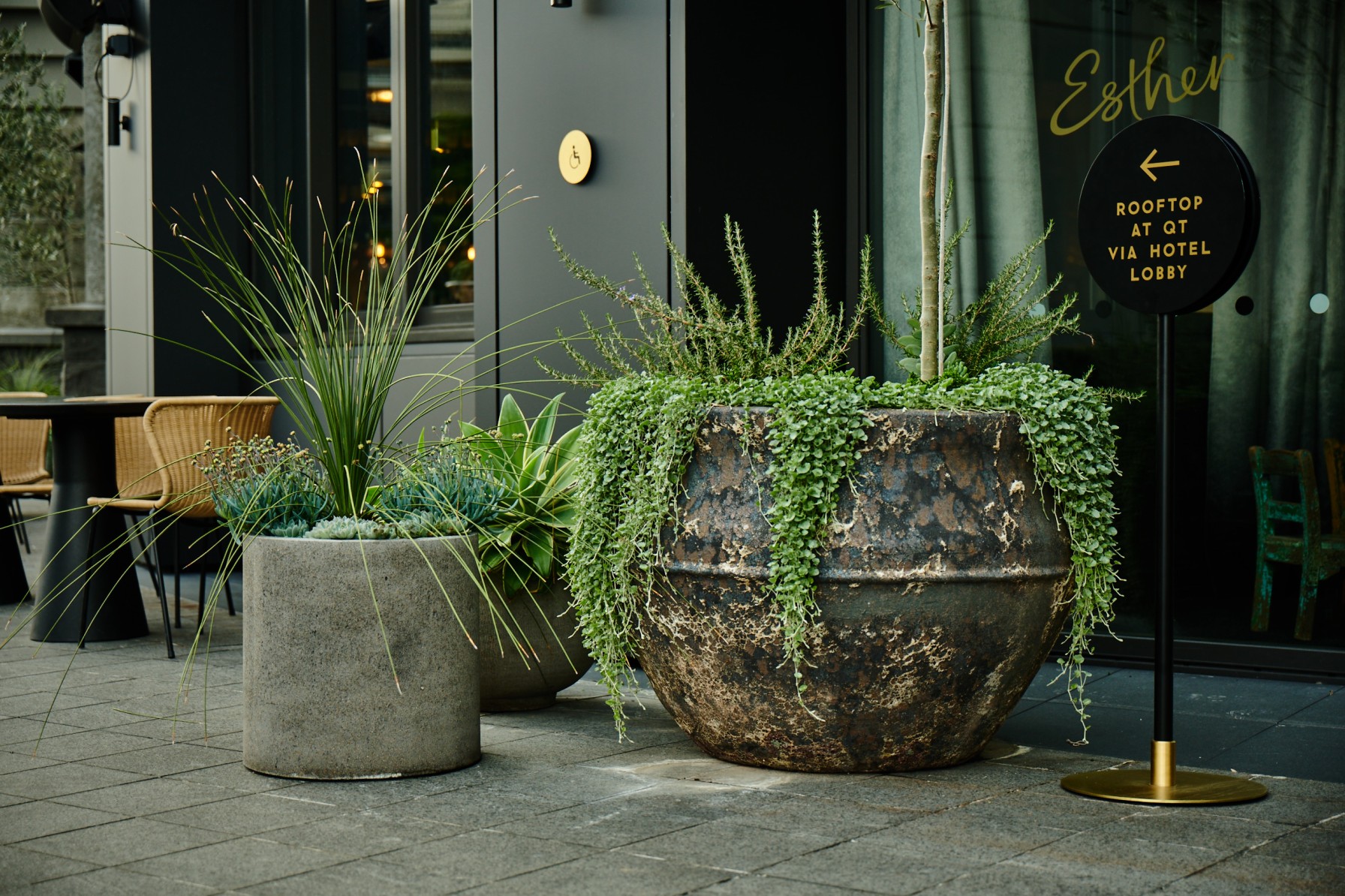 Weathered urn planter of rosemary and trailing succulents beside grasses and an olive tree at the Esther entrance.