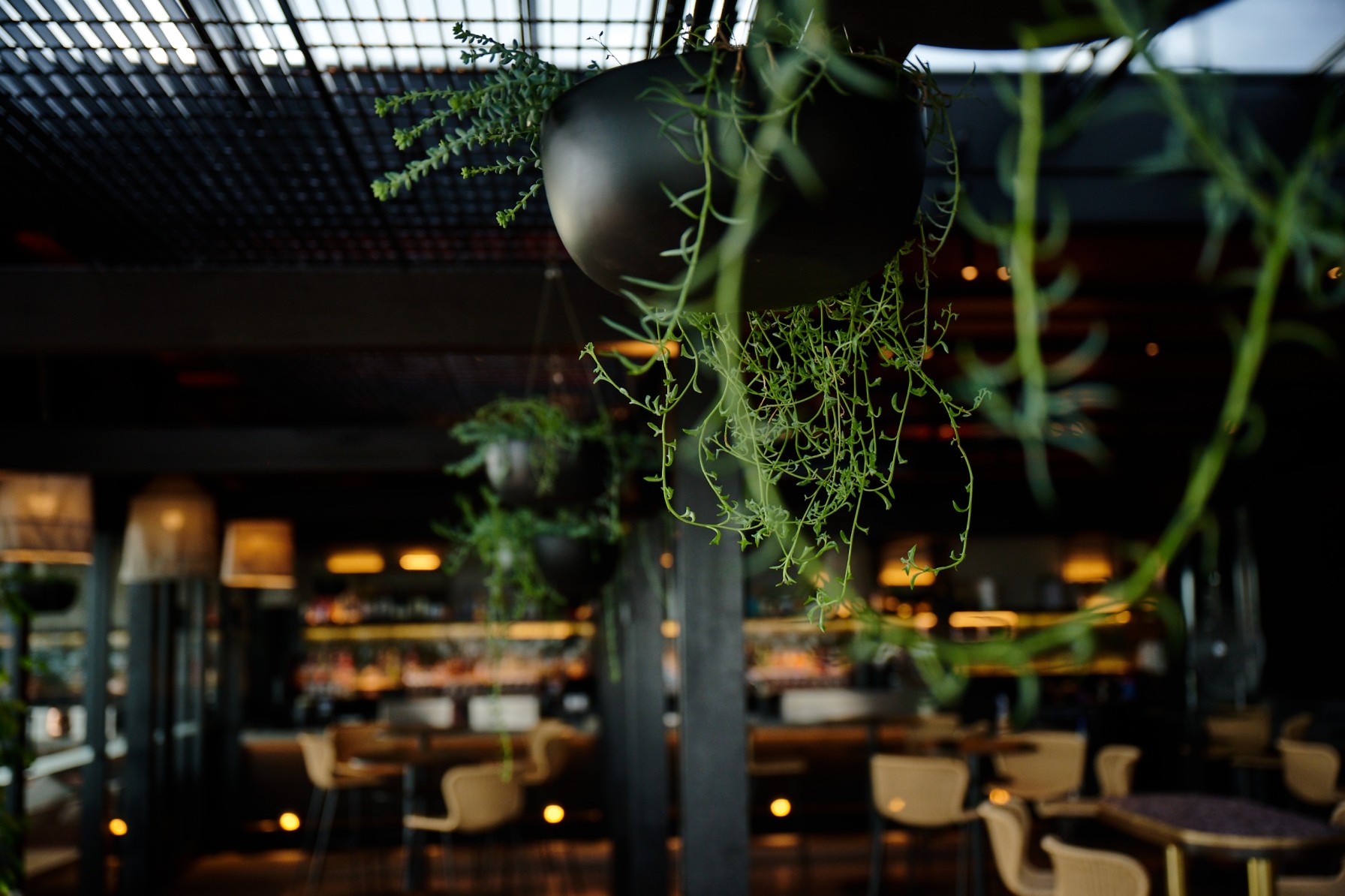 Hanging pots of trailing succulents above the bar seating at Esther restaurant.