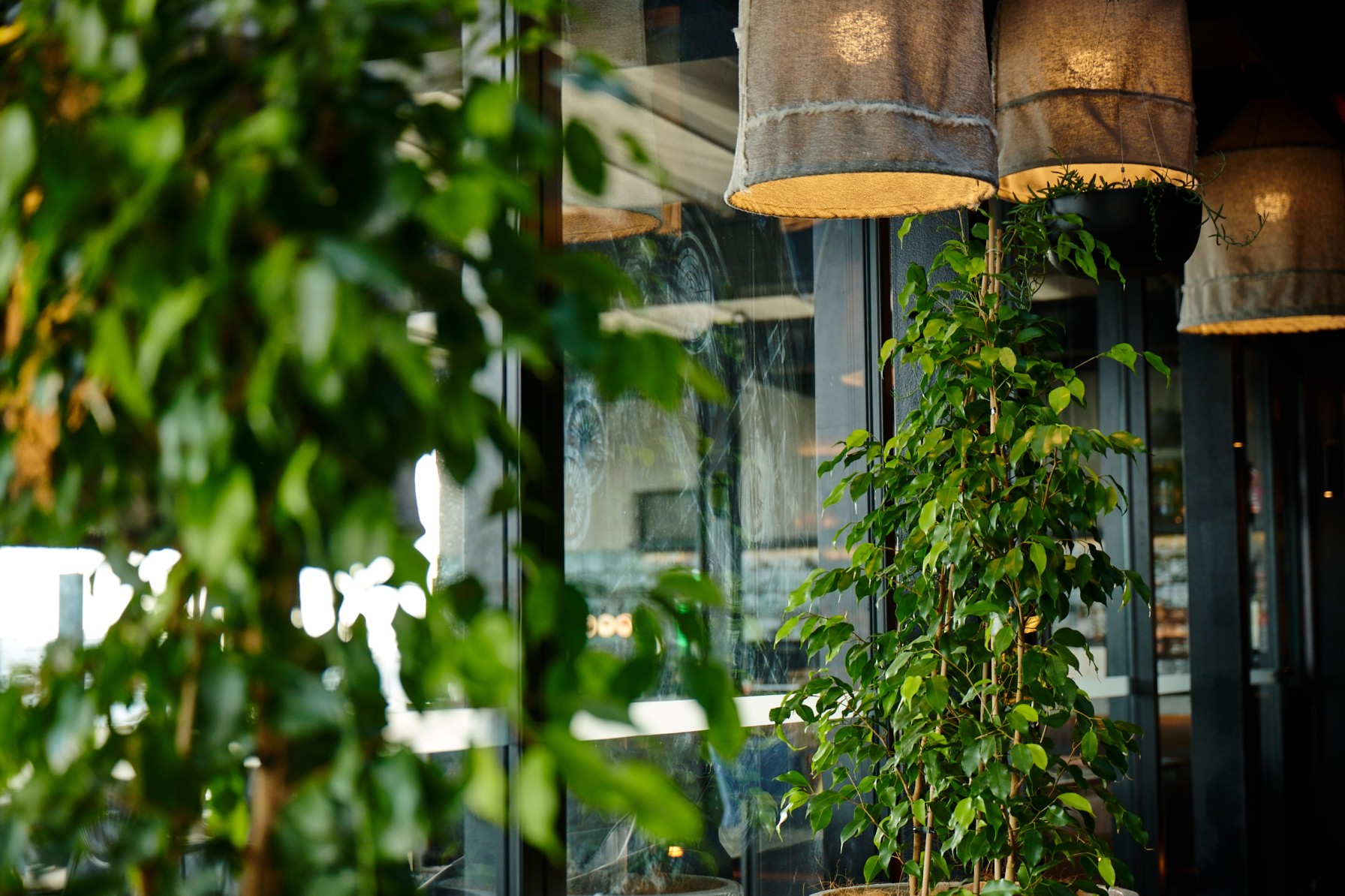 Ficus benjamina trees beside fabric pendant lights and trailing succulents at a rooftop bar entrance.