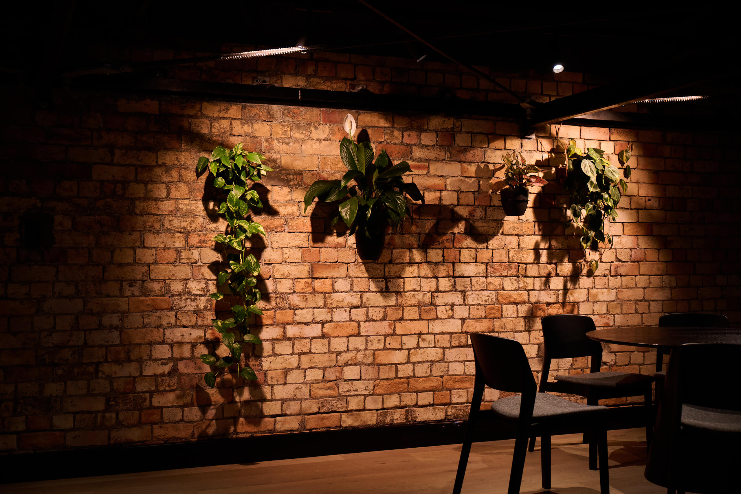 Four wall-mounted plants are spotlit against the exposed brick wall at Gold Merchants, beside a dark timber chair.