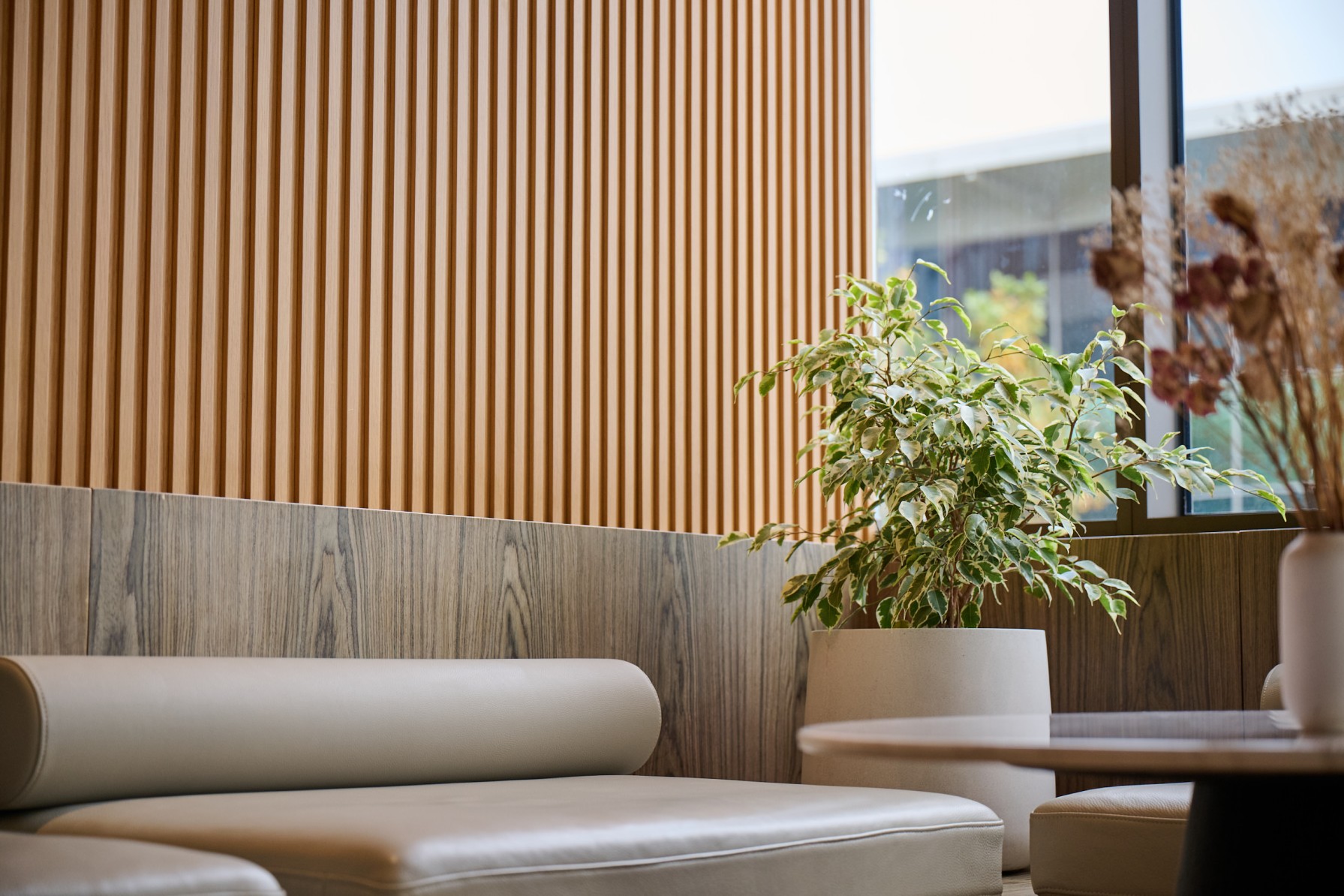 Variegated ficus in a cream planter beside a leather banquette against a timber-slat wall.