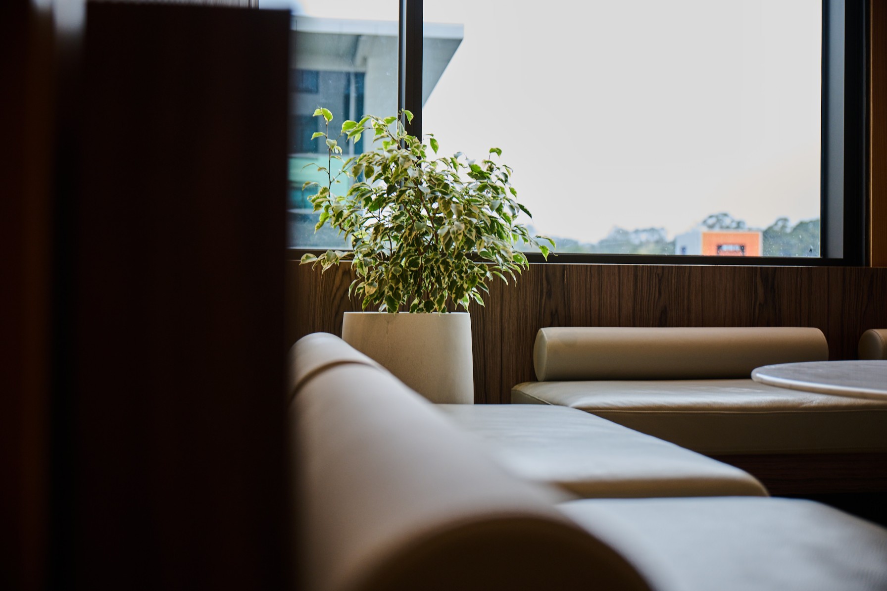  Variegated ficus beside leather banquette seating with a city view through the window behind.